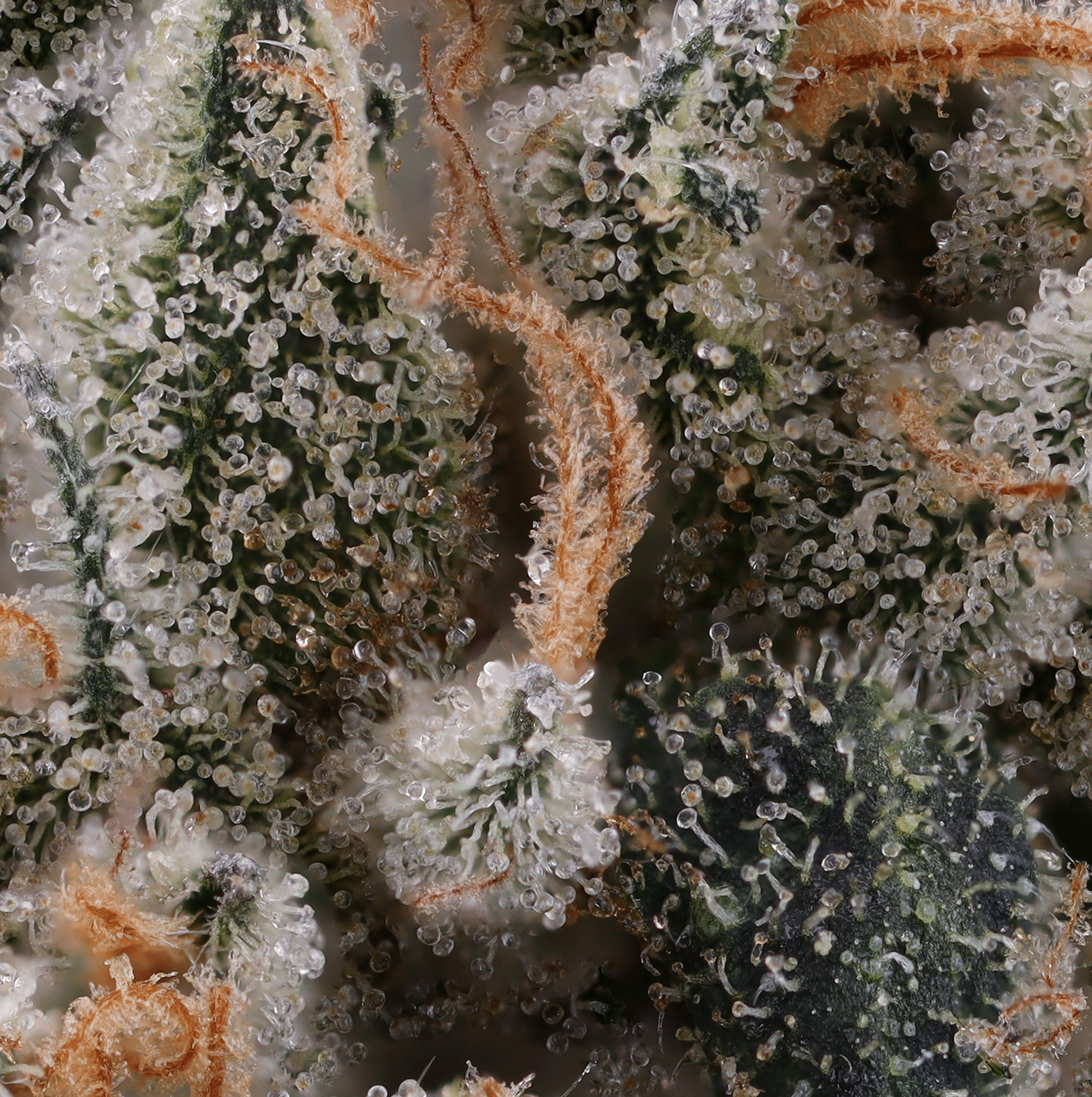 Duct-Tape-strain-by-Brookside-Reserve-micro
