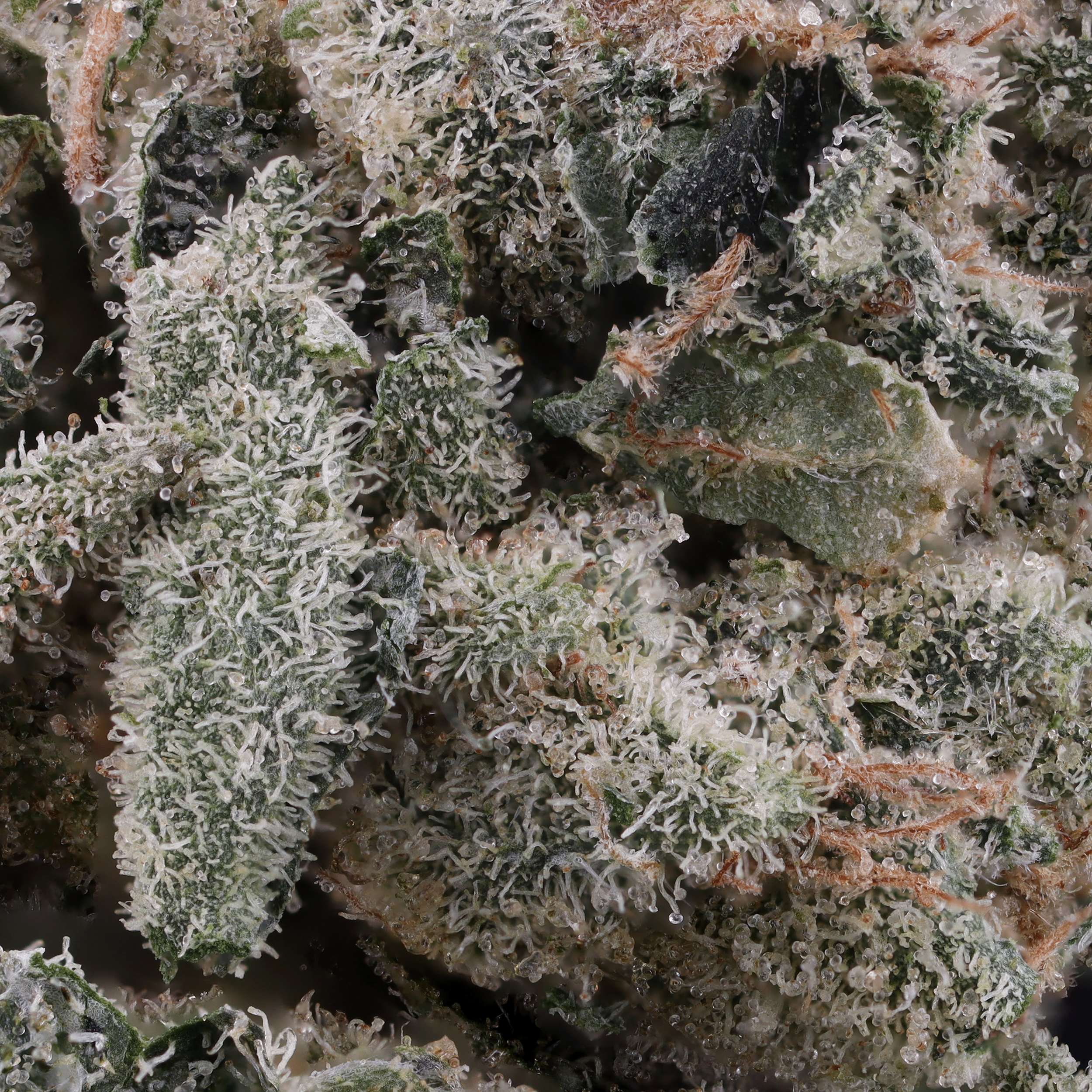 Black-gelatti-strain-micro-picture