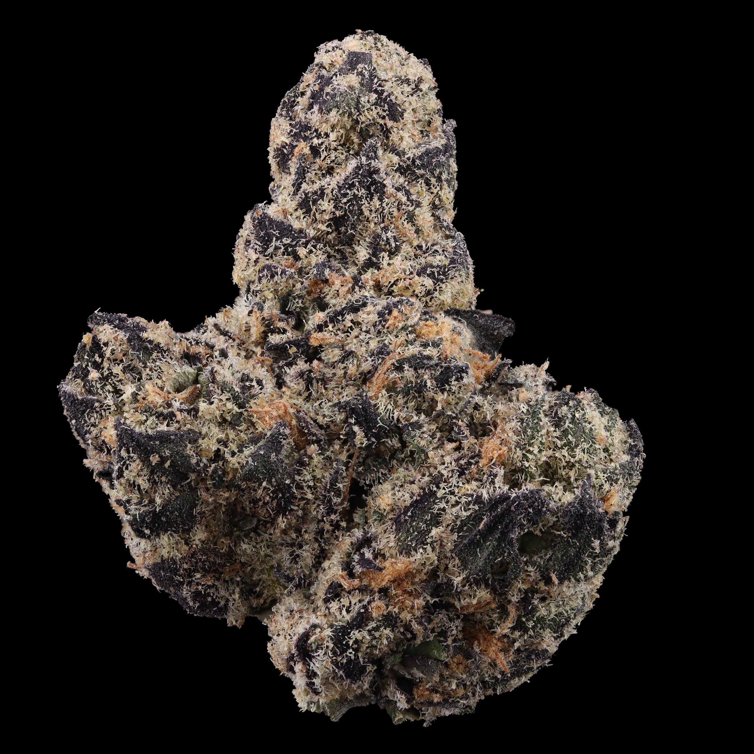 Blueberry-muffin-strain-by-Doobie-Labs