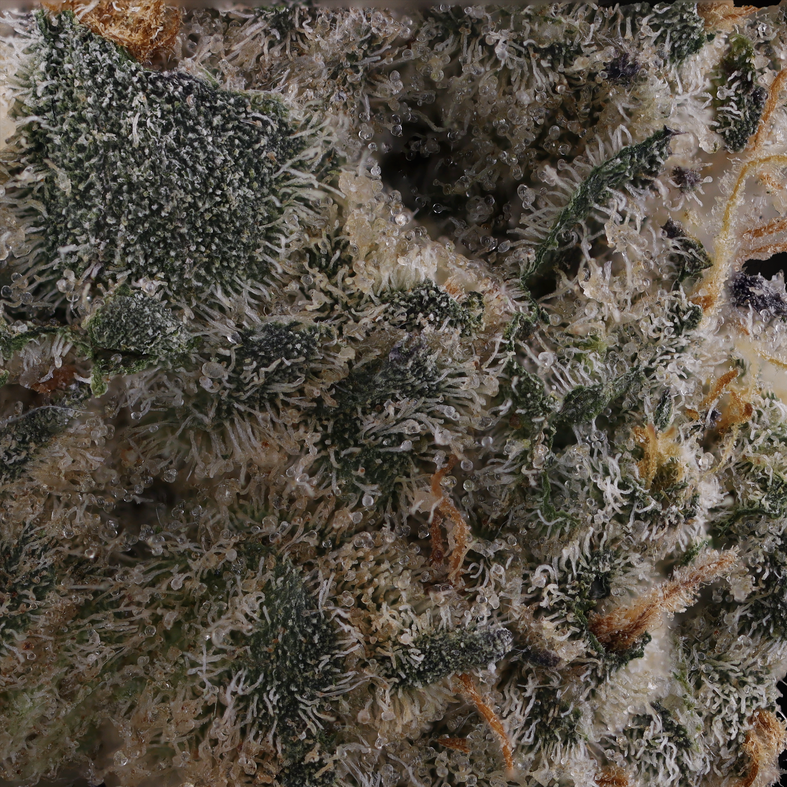 Cake Mints strain Macro photograph