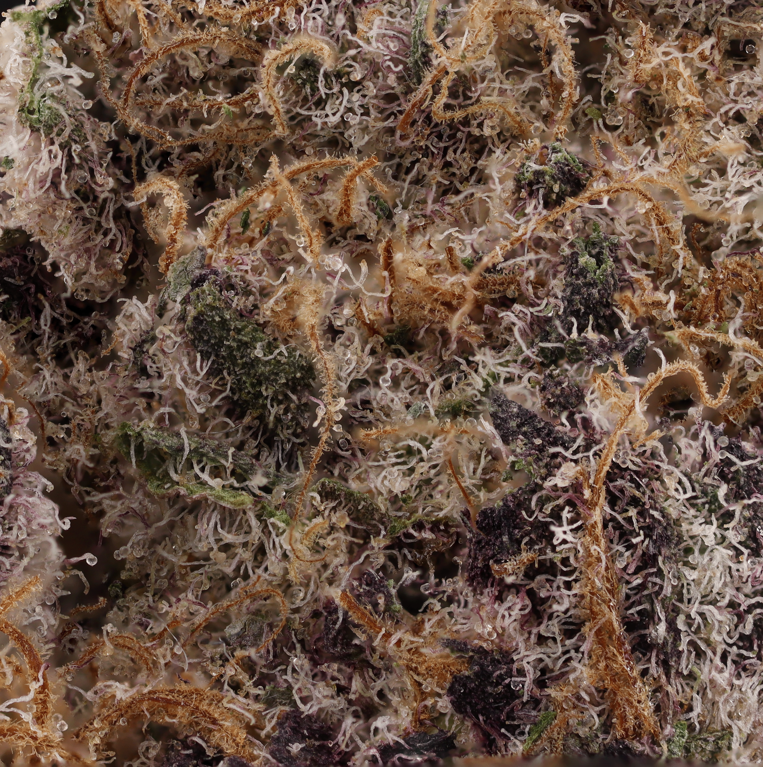 Unicorn-Milk-strain-by-prolific-grow-house-micro