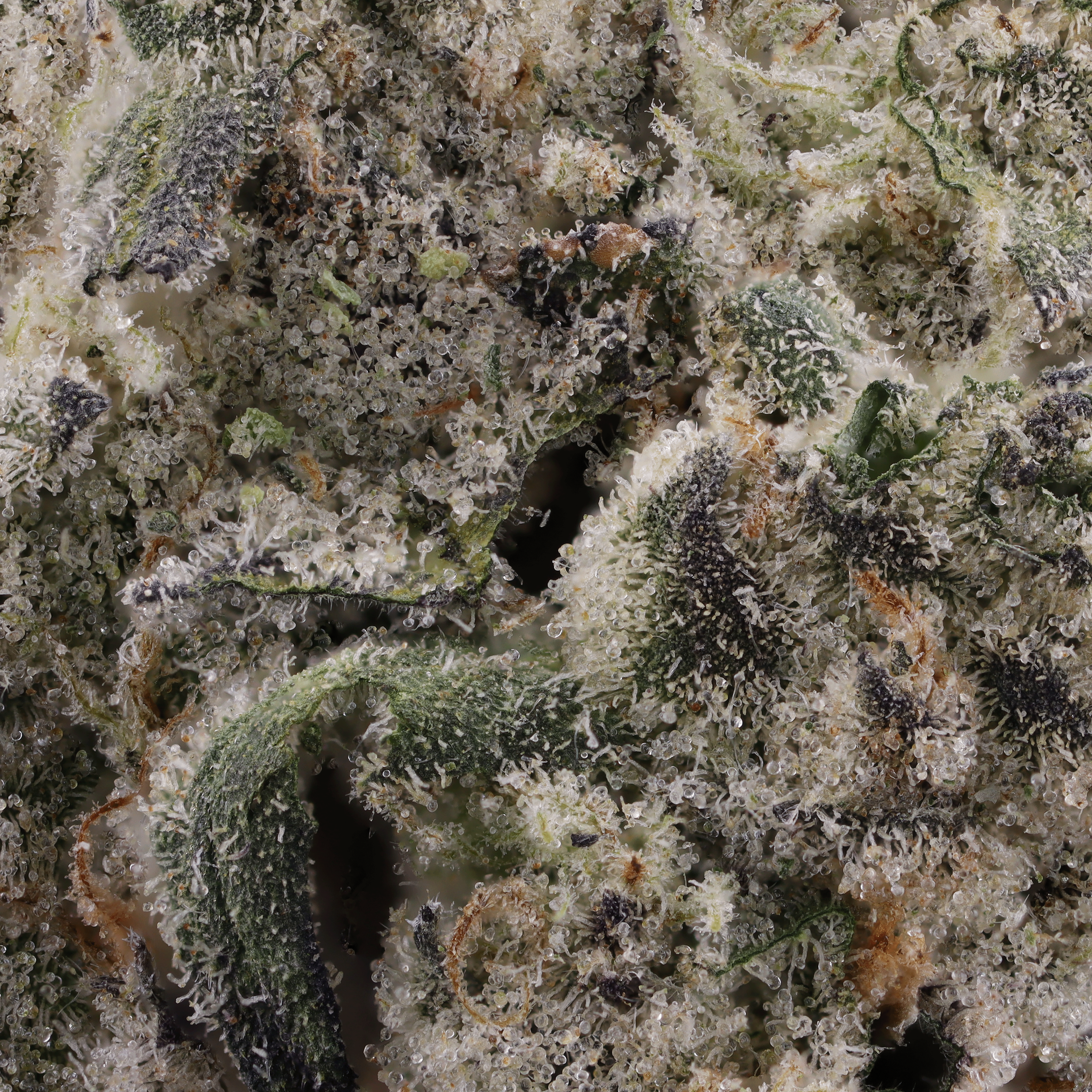 Gush-mints-strain-by-curio-wellness