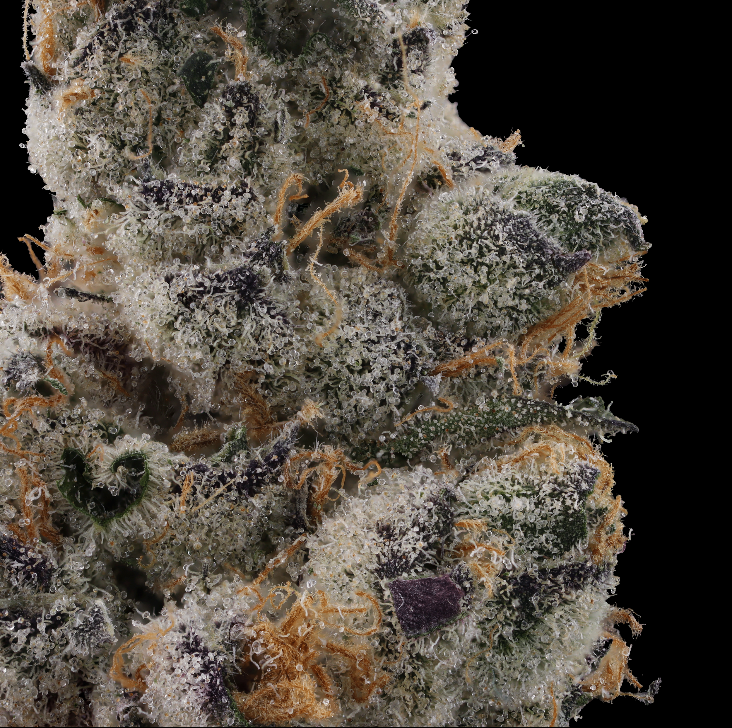 Garlic Fuel strain information