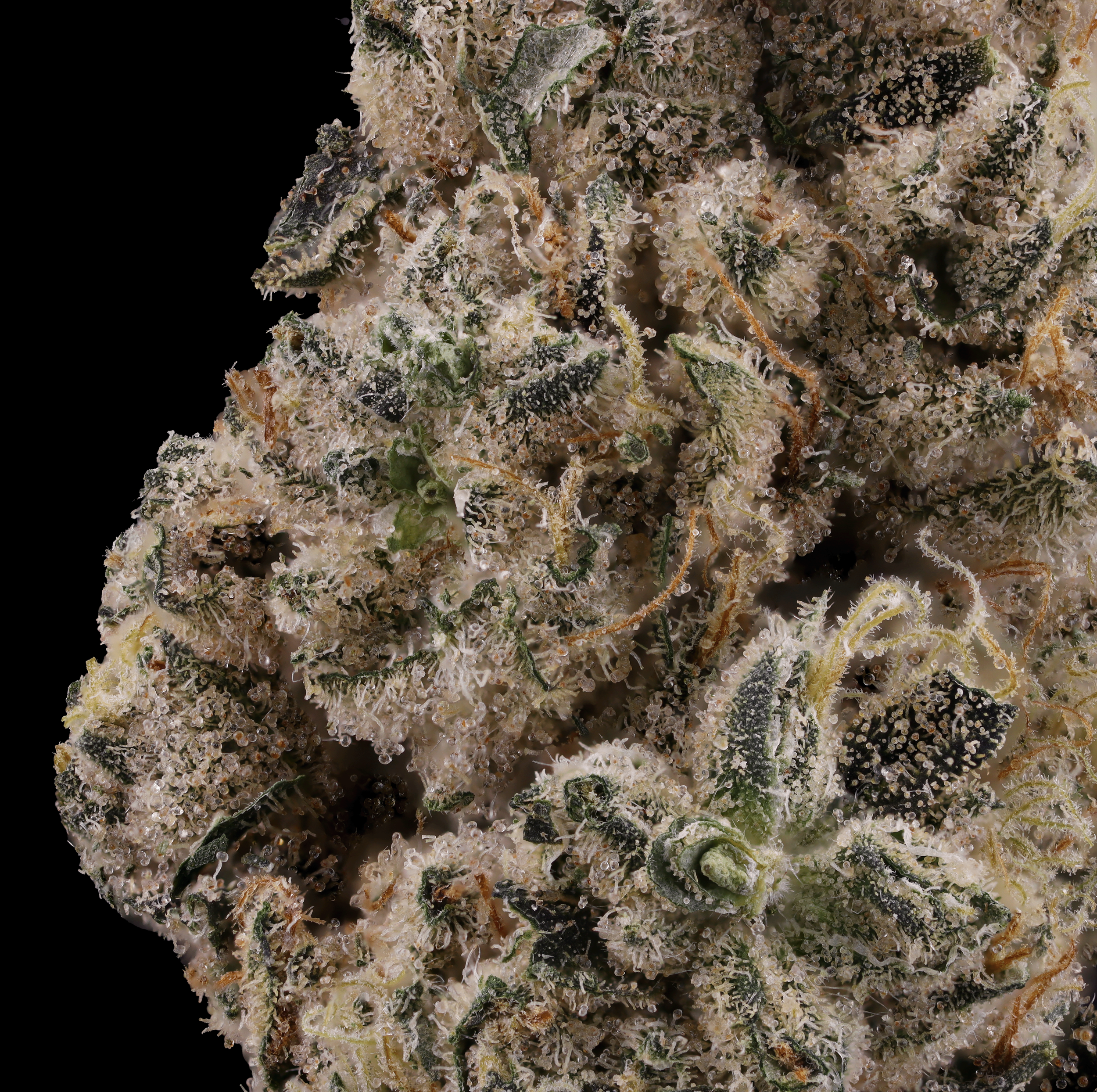 Chem-rider-strain-by-Kynd-macro