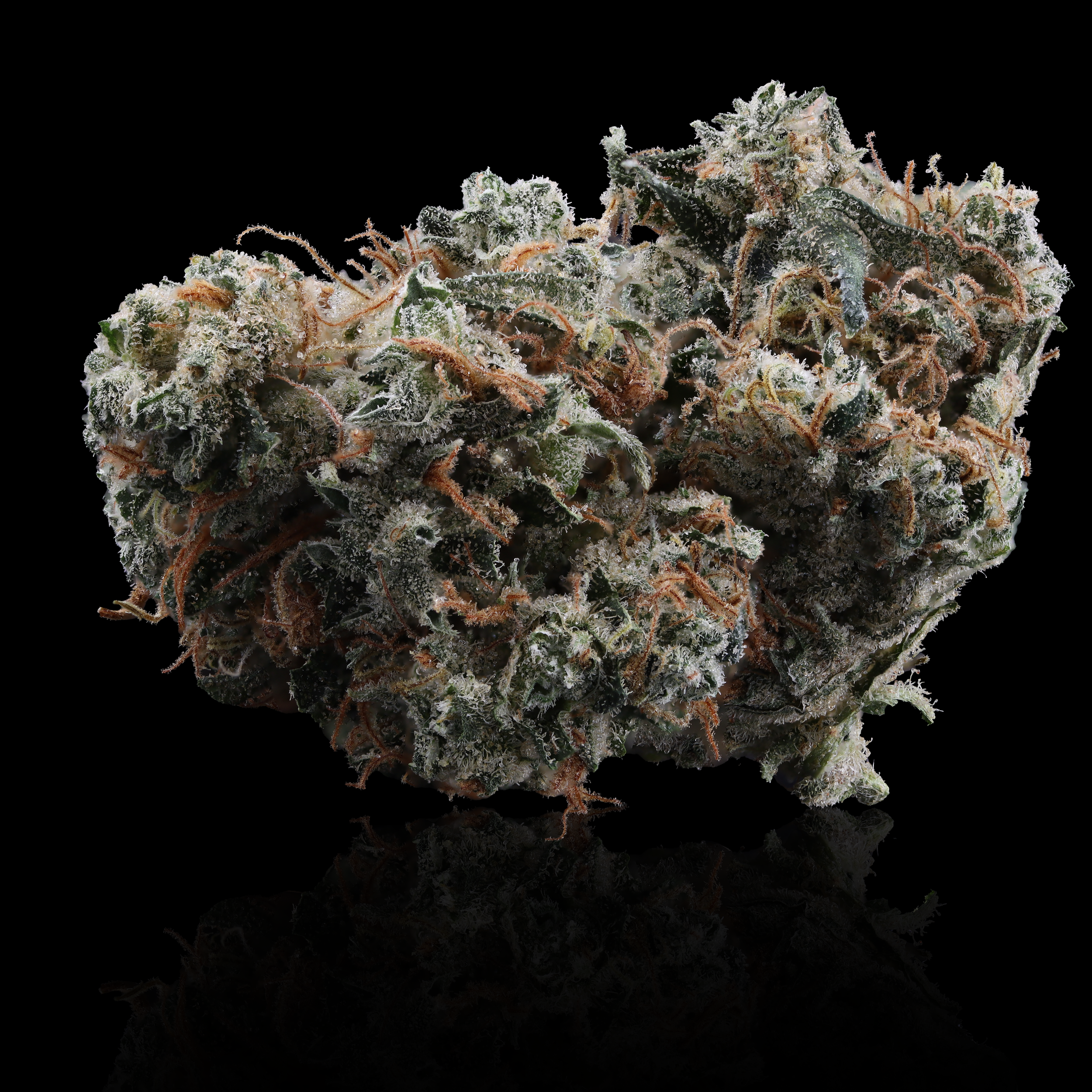 Ghost-Train-Haze-strain-by-Breakwater-reflection