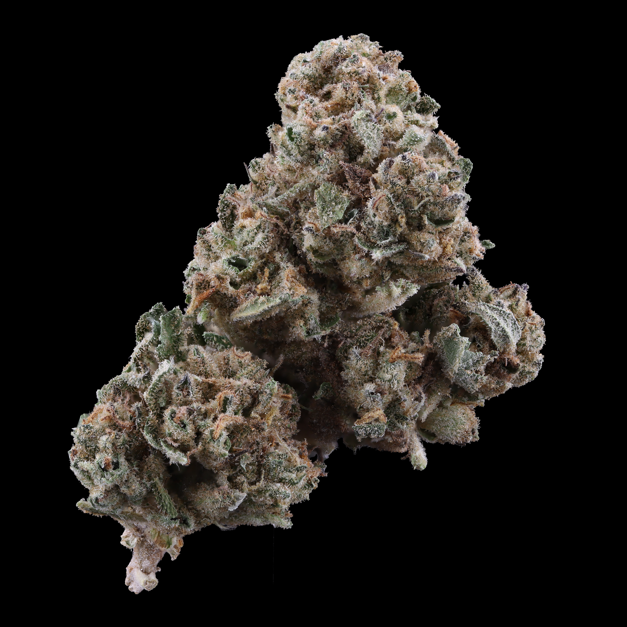 Moroccan-Peaches-strain-by-Aster