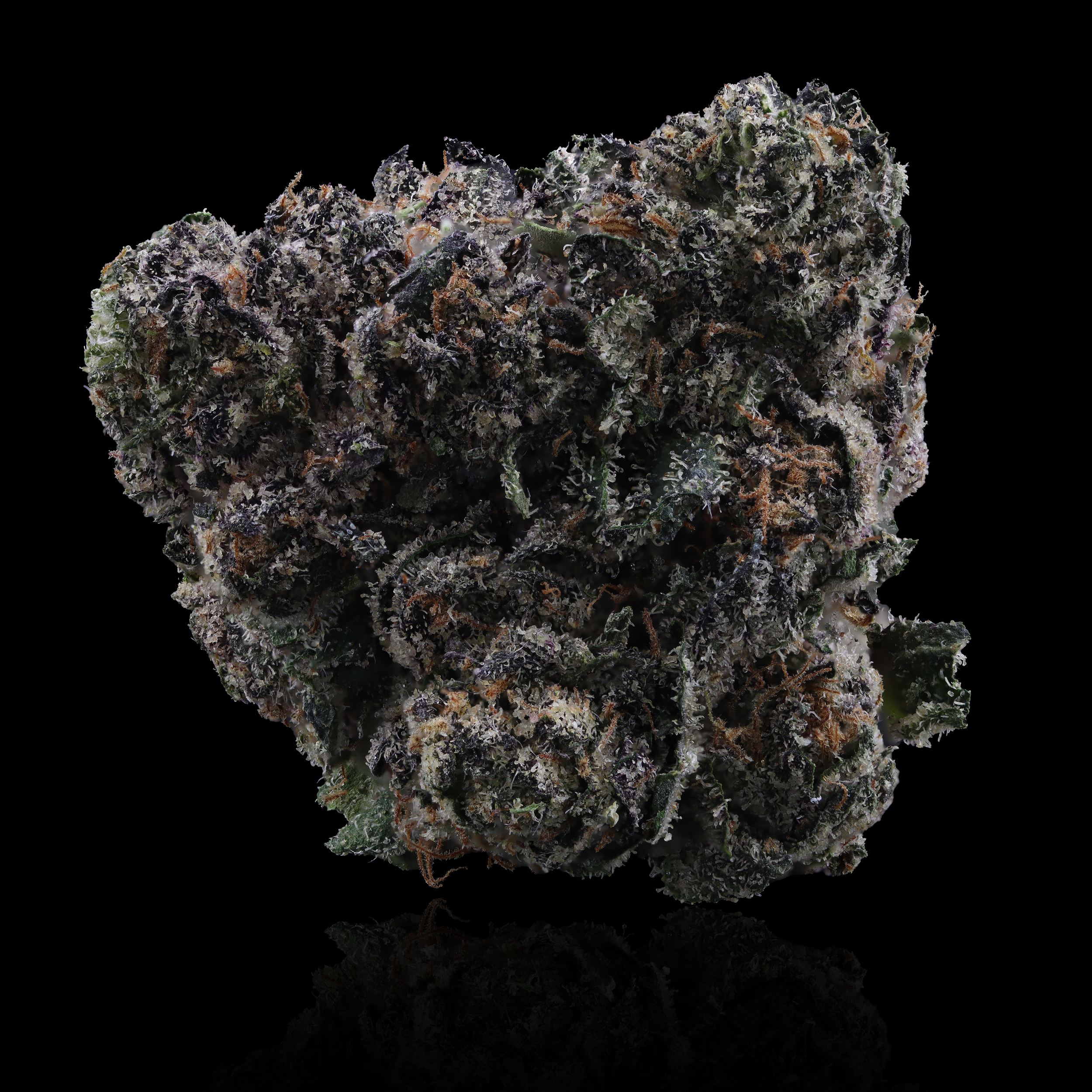 Baked-Alaska-marijuana-strain-by-kind-tree-reflection