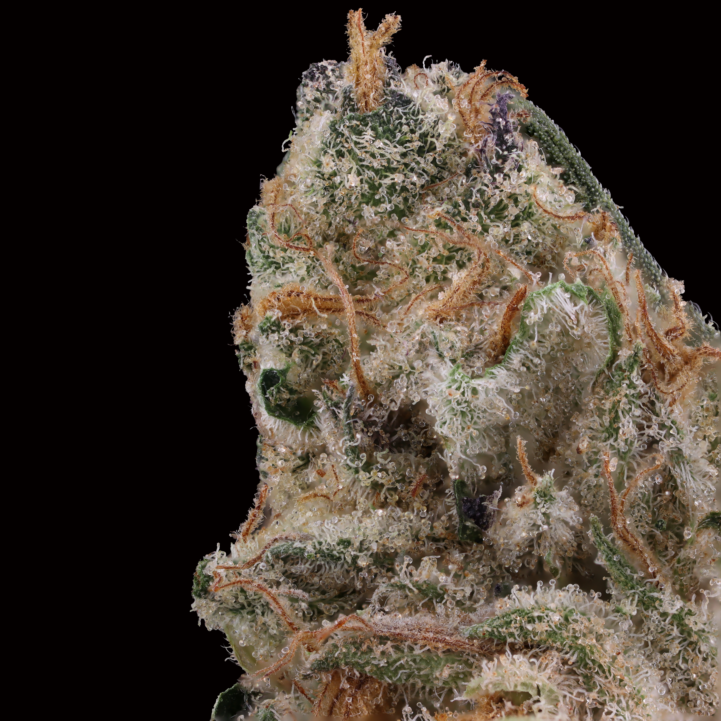 Tropicana-banana-strain-by-find-macro-picture