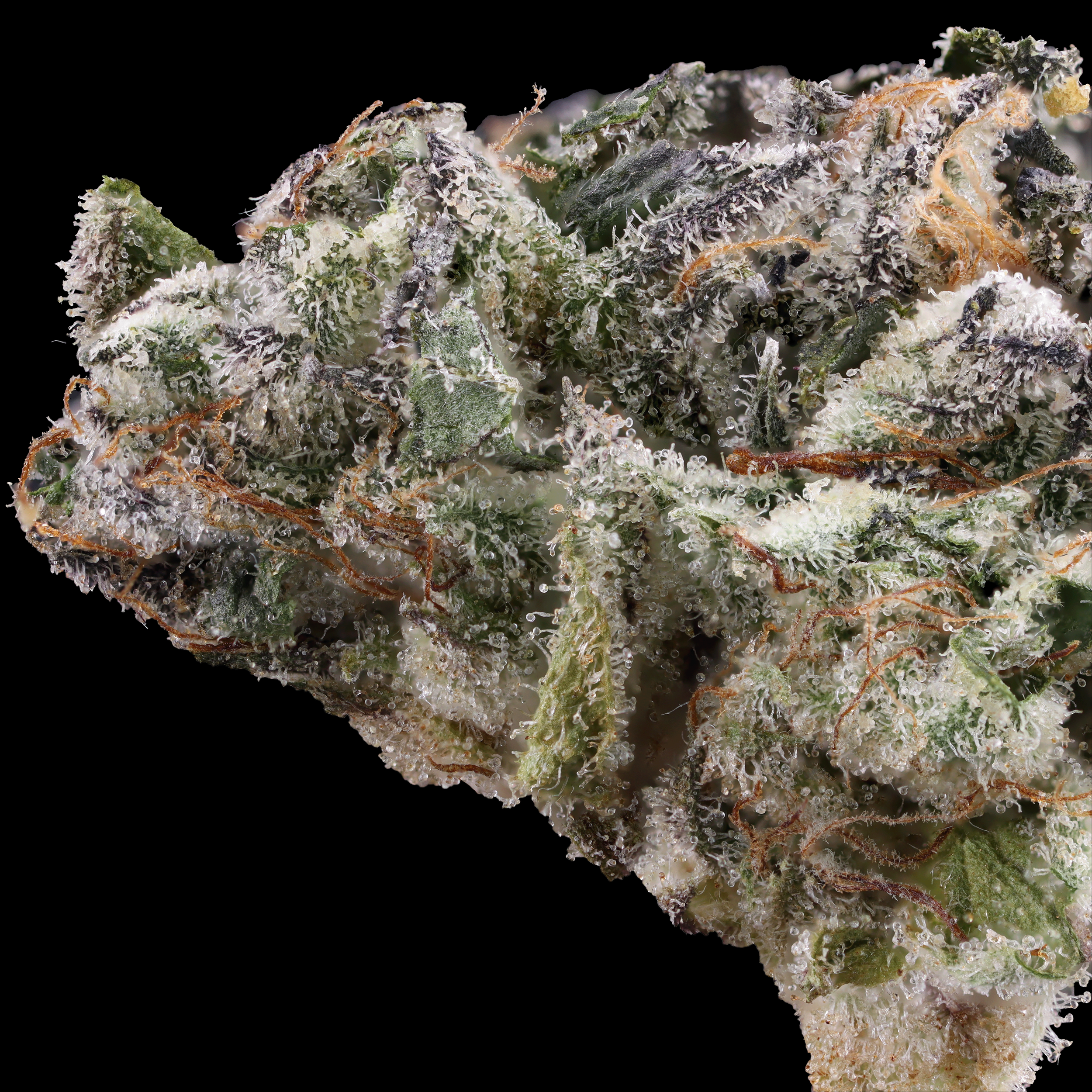 Cannabis Macro photograph