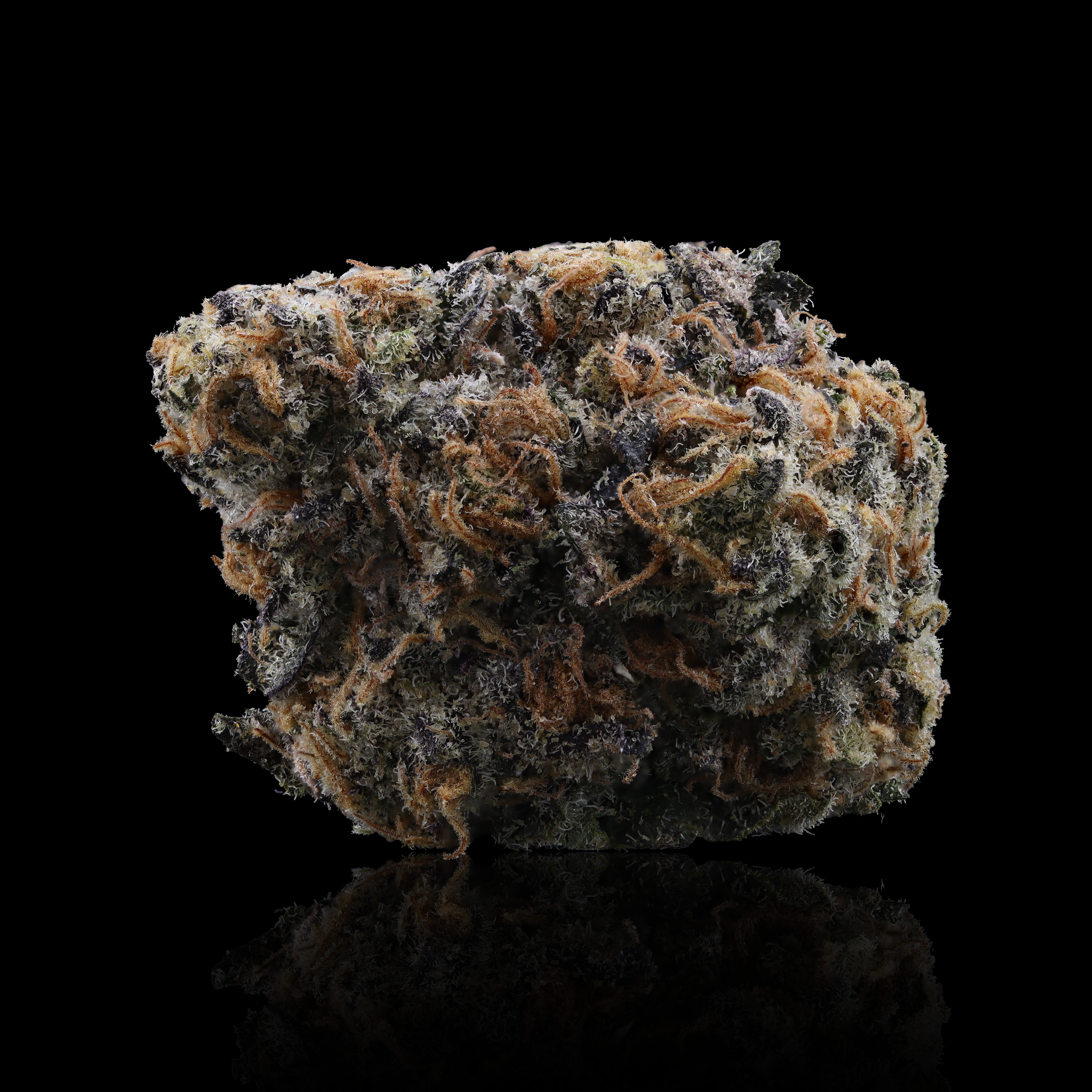 Zlippery-strain-by-Later-Days-reflection