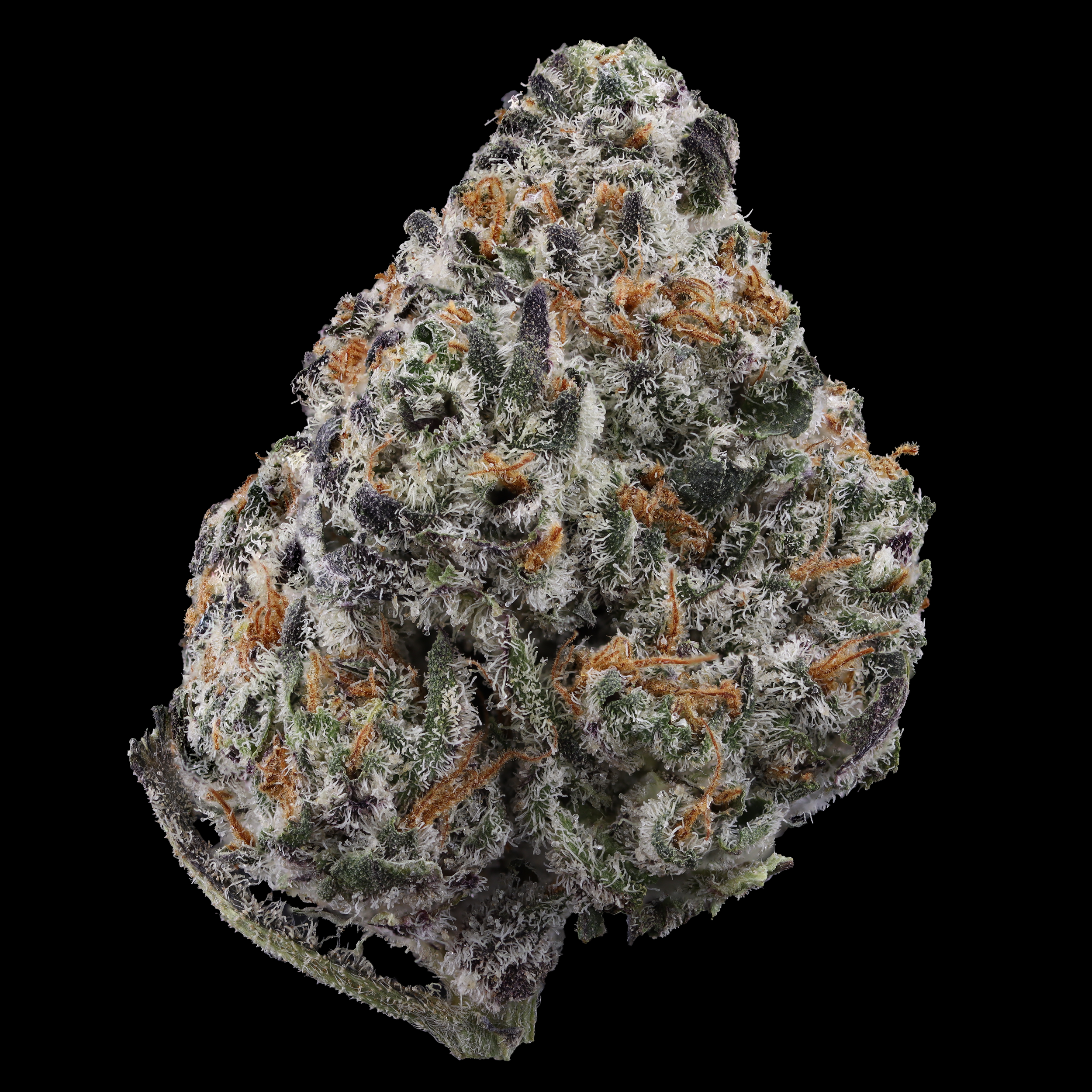 Dolato-strain-by-kynd