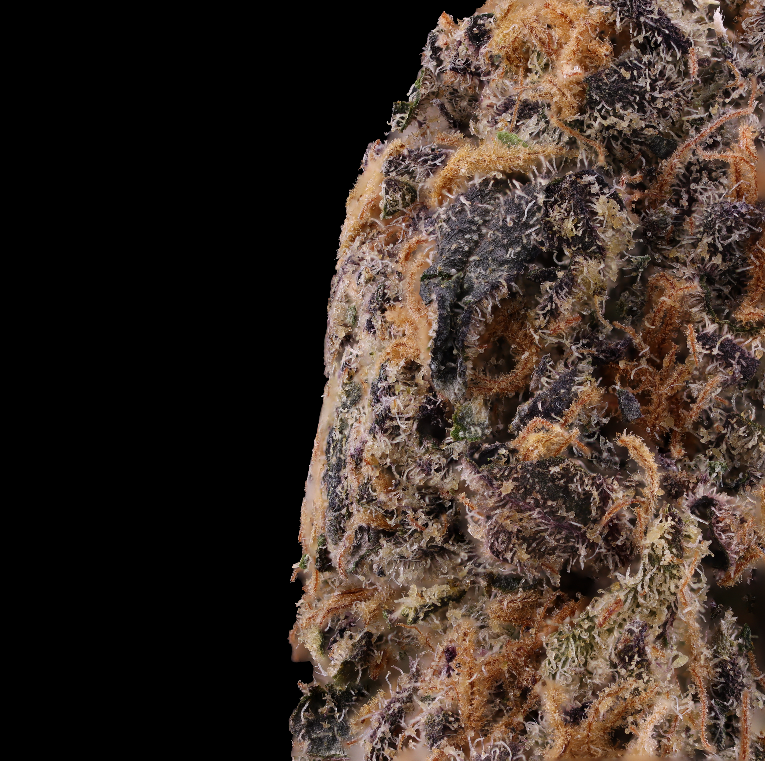 Zlippery-strain-by-Later-Days-macro