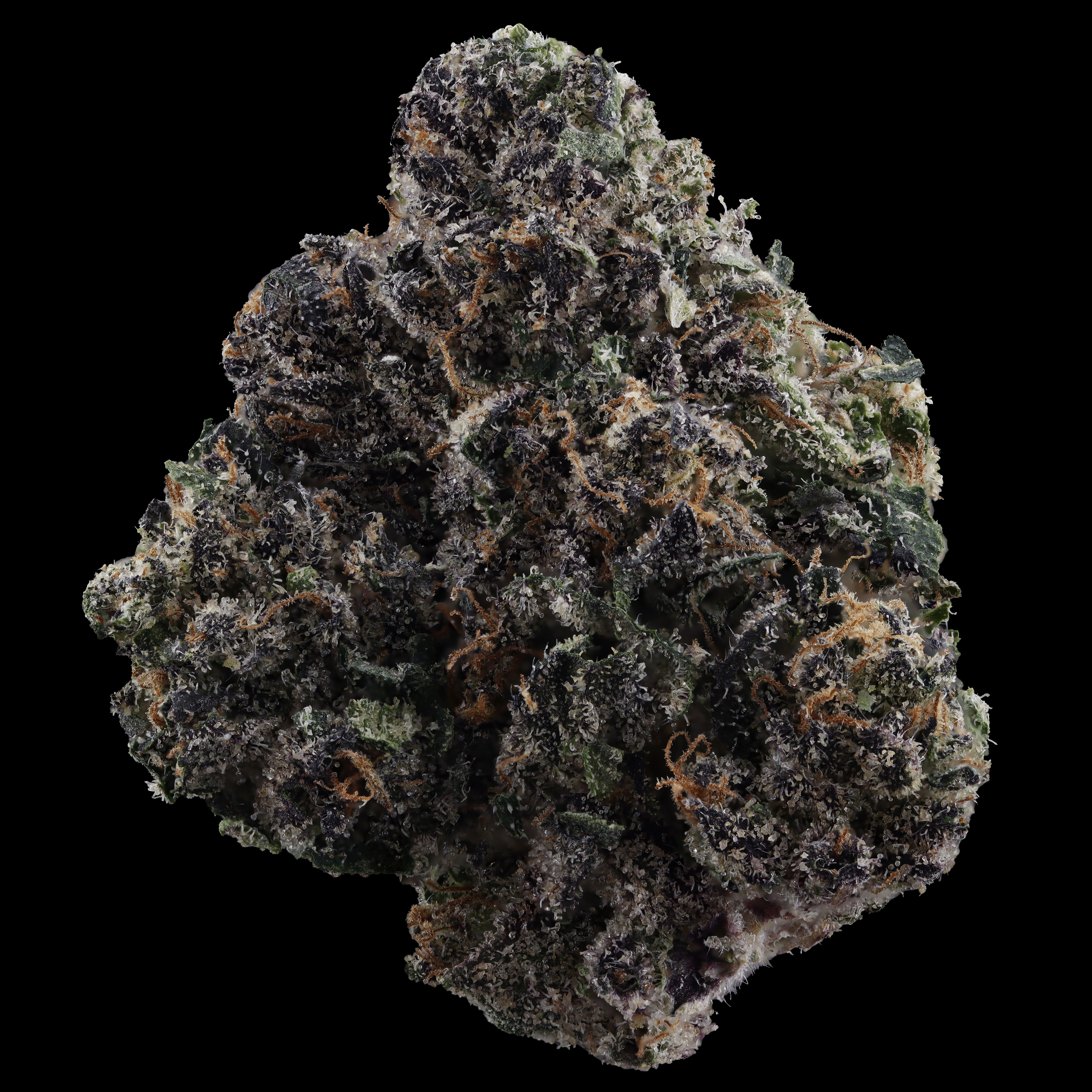 Baked-Alaska-marijuana-strain-by-kind-tree