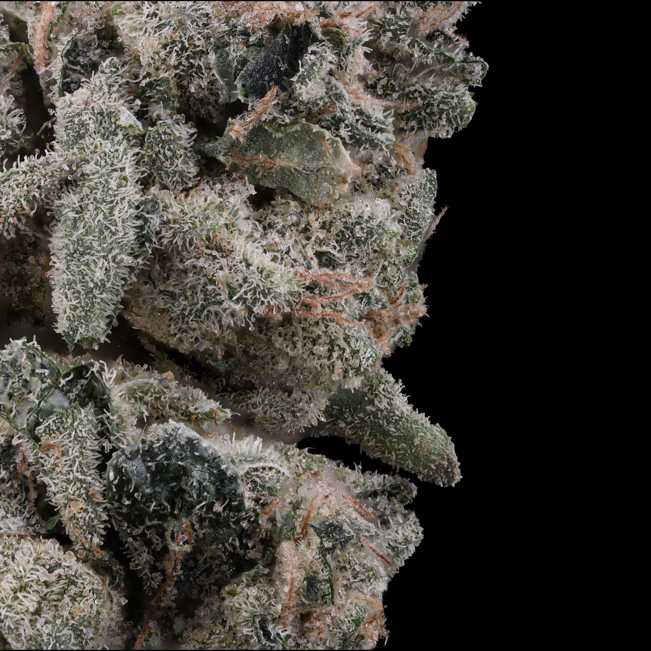 Black-gelatti-strain-macro-picture