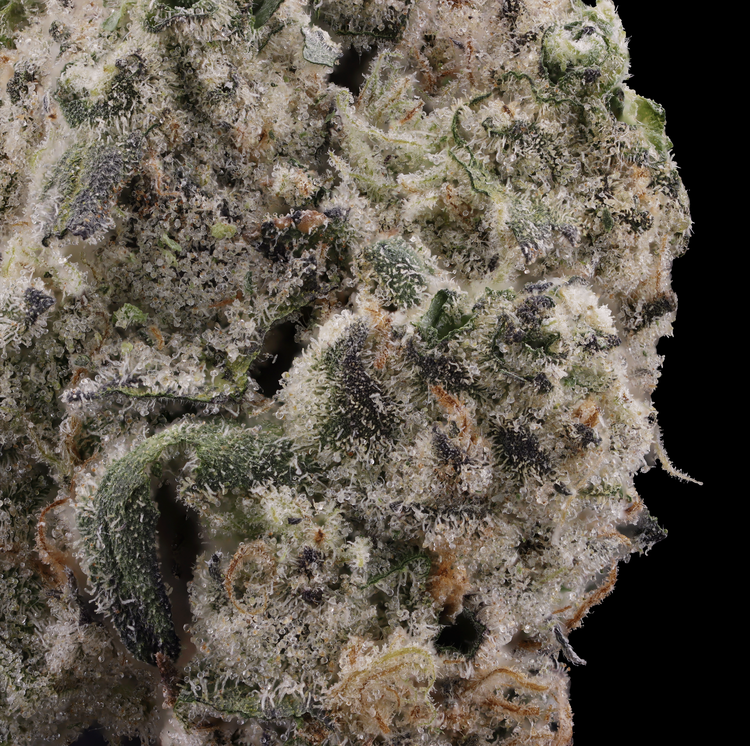 Gush-mints-strain-by-curio-wellness-macro
