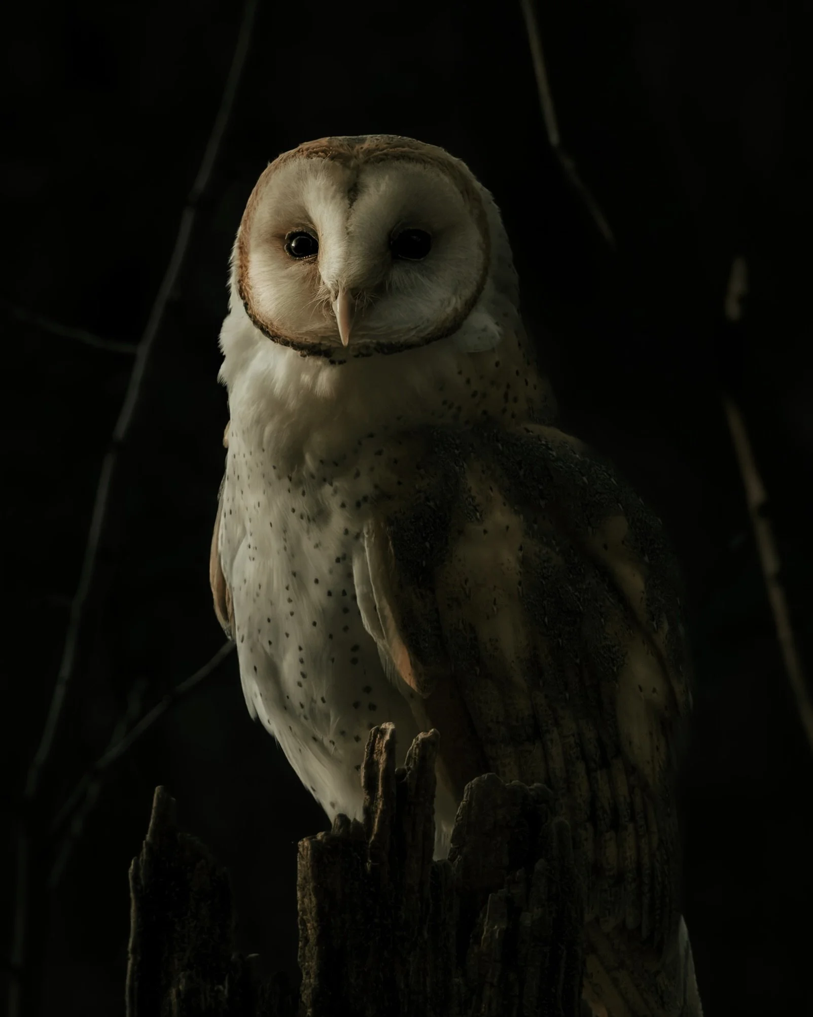 owl.jpg