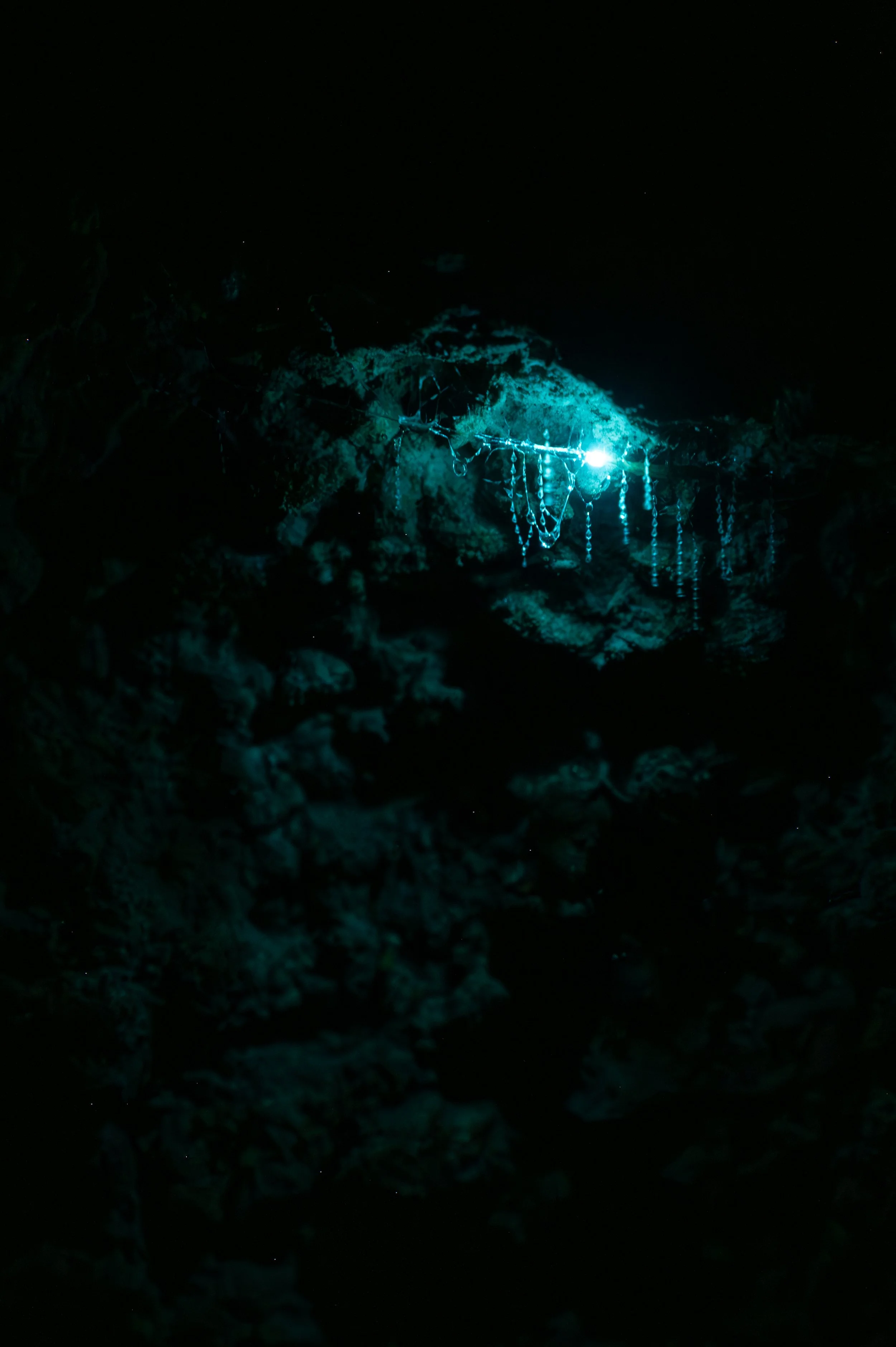 Glowworms (Arachnocampa luminosa) are bioluminescent larvae of flies native to New Zealand. Commonly found in dark, moist environments such as caves, dense forests, and overhanging rock faces they produce light to attract and capture prey.