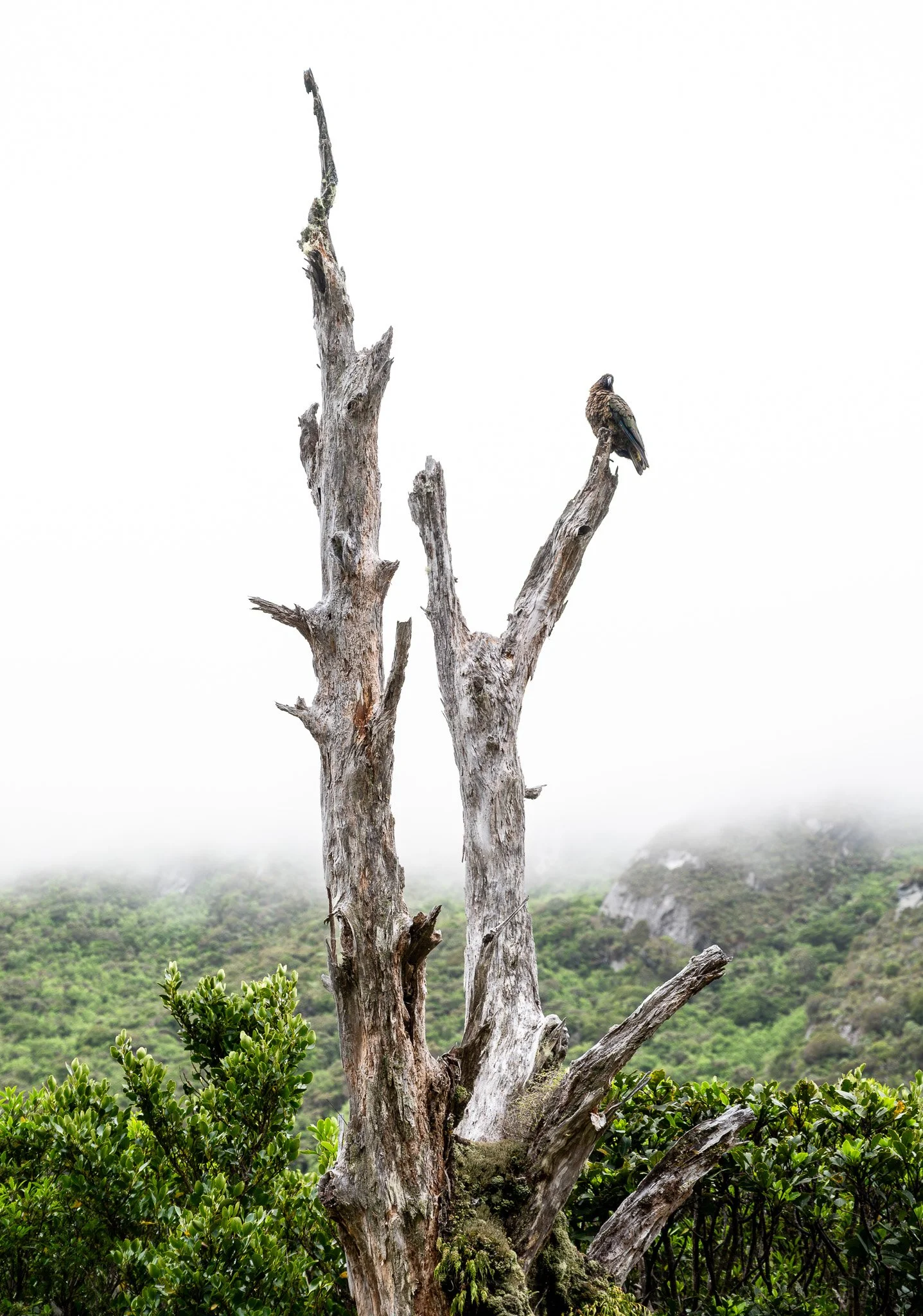 Mighty kea, a lone guardian was waiting our approach to Douglas Rock Hut as if greeting us.