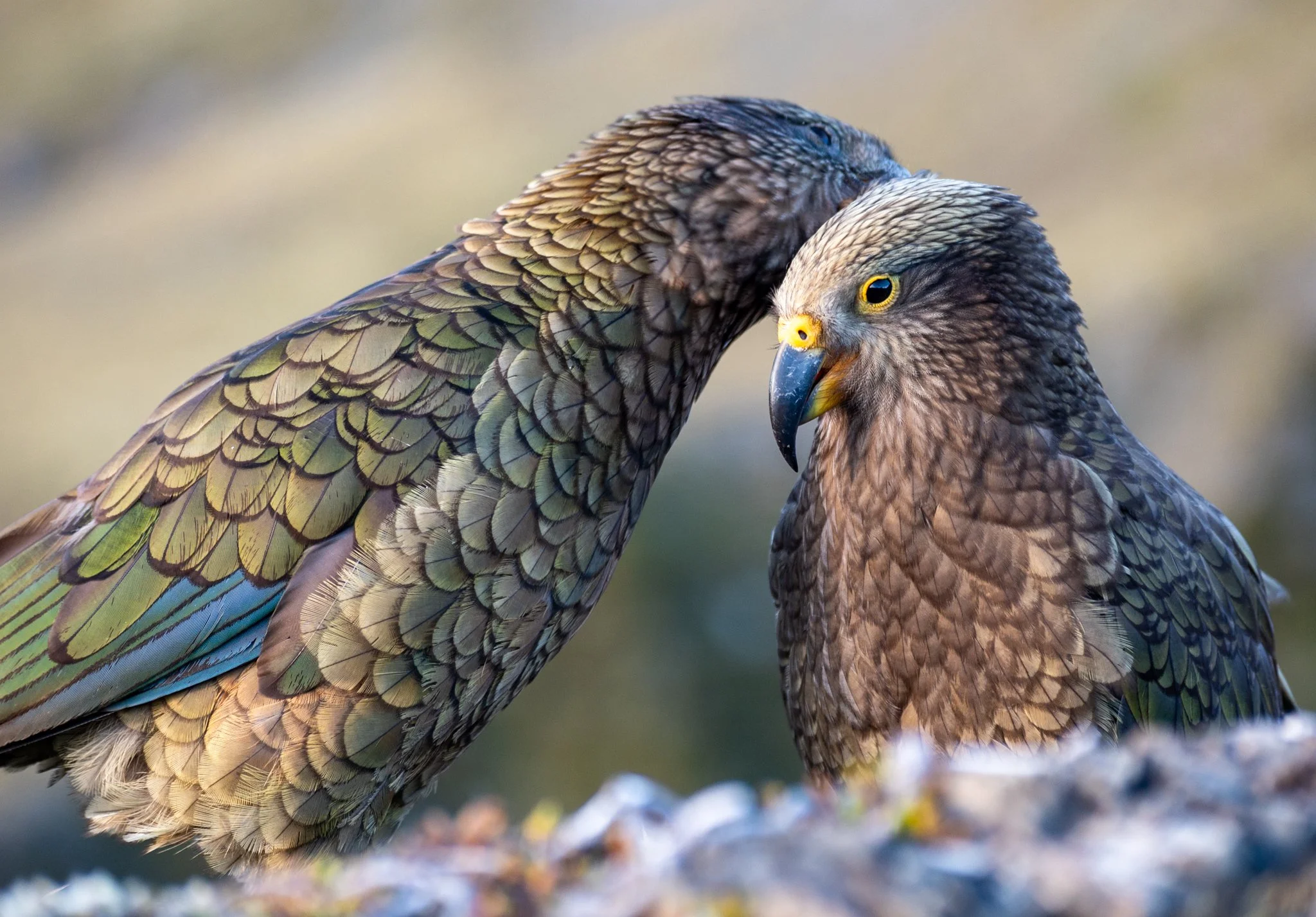 I had luck observing a family of kea playing on the slopes of the Avalanche Peak just after sunrise.