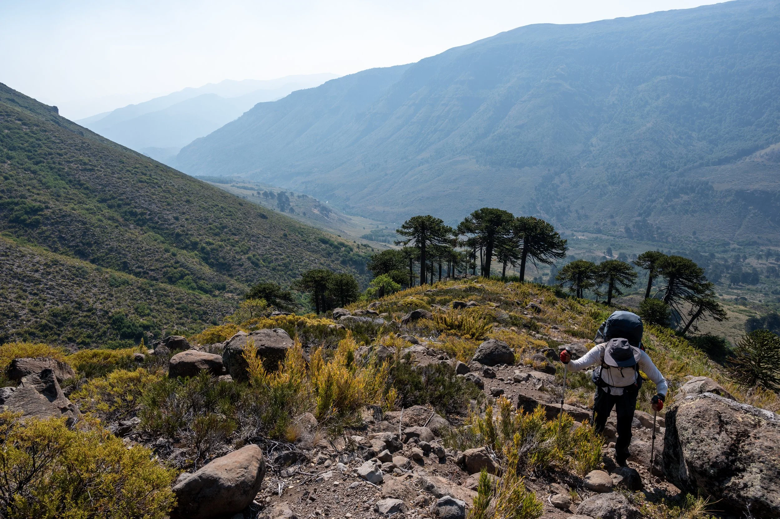 Almost at the top of a 500-meter vertical, pathless ascent, zigzagging through araucaria trees and Chilean bamboo.