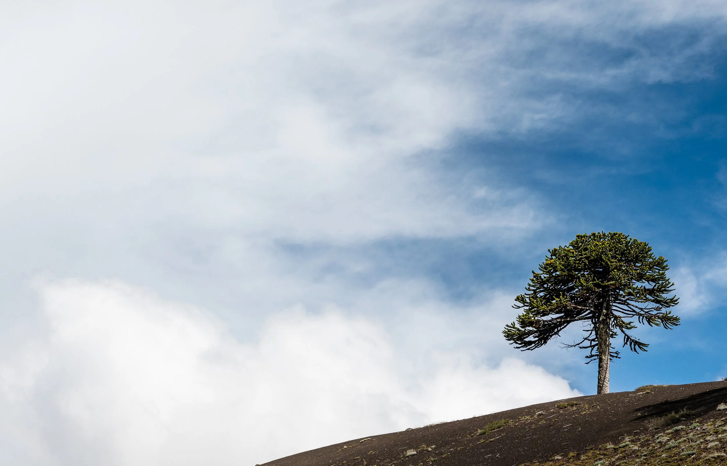 Last araucaria tree standing on the slopes of Volcán Sollipulli. The path from the CONAF (National Forest Corporation) station winds through a lush forest that gradually thins out as you ascend, leaving only araucarias to prevail up to about 1800 met