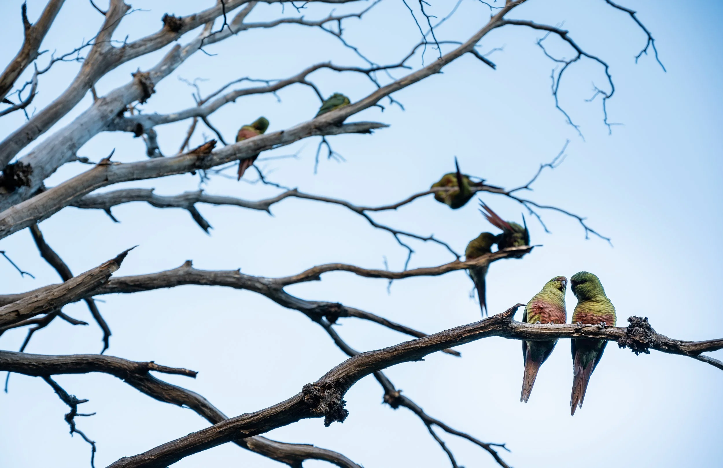 A tree full of austral parakeets, the southernmost parrots in the world. These vibrant birds are common in the temperate Patagonian forests.
