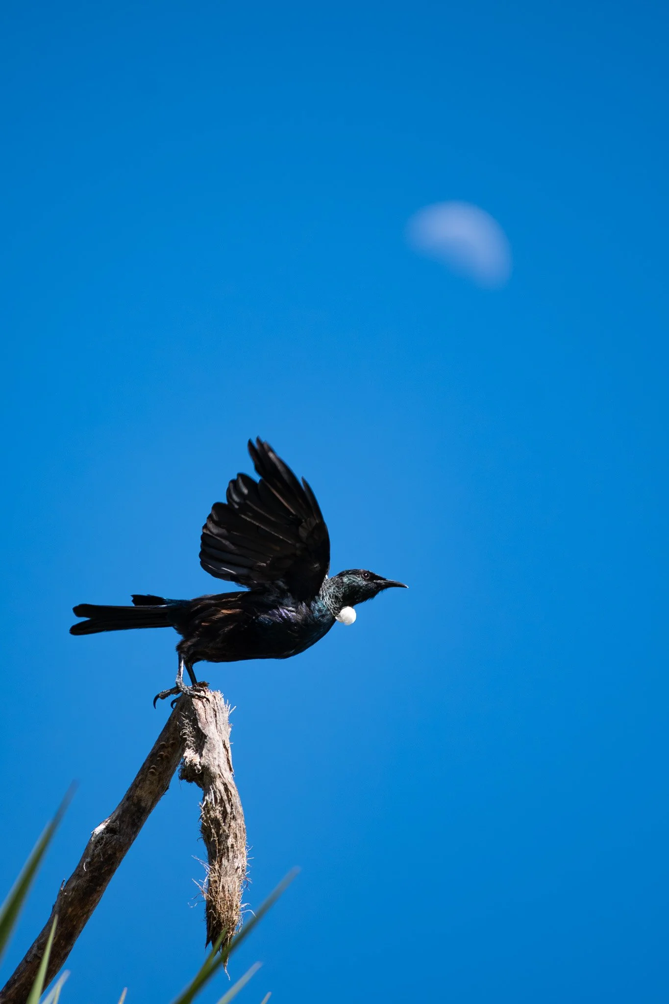 Tūī (Prosthemadera novaeseelandiae) is known for its complex and varied vocalizations. Their songs include a mix of melodious notes, clicks, cackles, and wheezes. Each tūī has a unique repertoire, and they are known to mimic sounds from their environ
