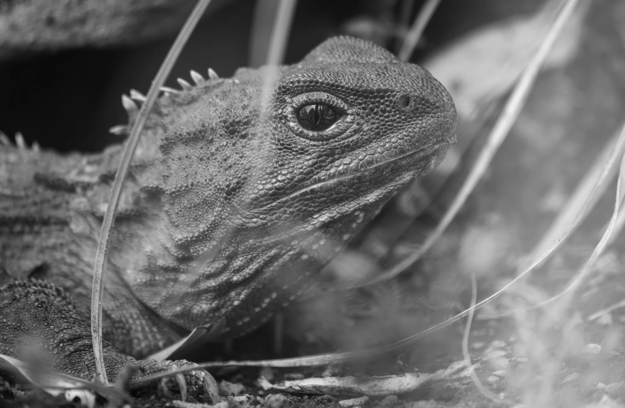 The tuatara (Sphenodon punctatus) is a living fossil due to its ancient lineage. Despite its lizard-like appearance, the tuatara is not a lizard but belongs to a distinct order called Rhynchocephalia, which diverged from other reptiles approximately 