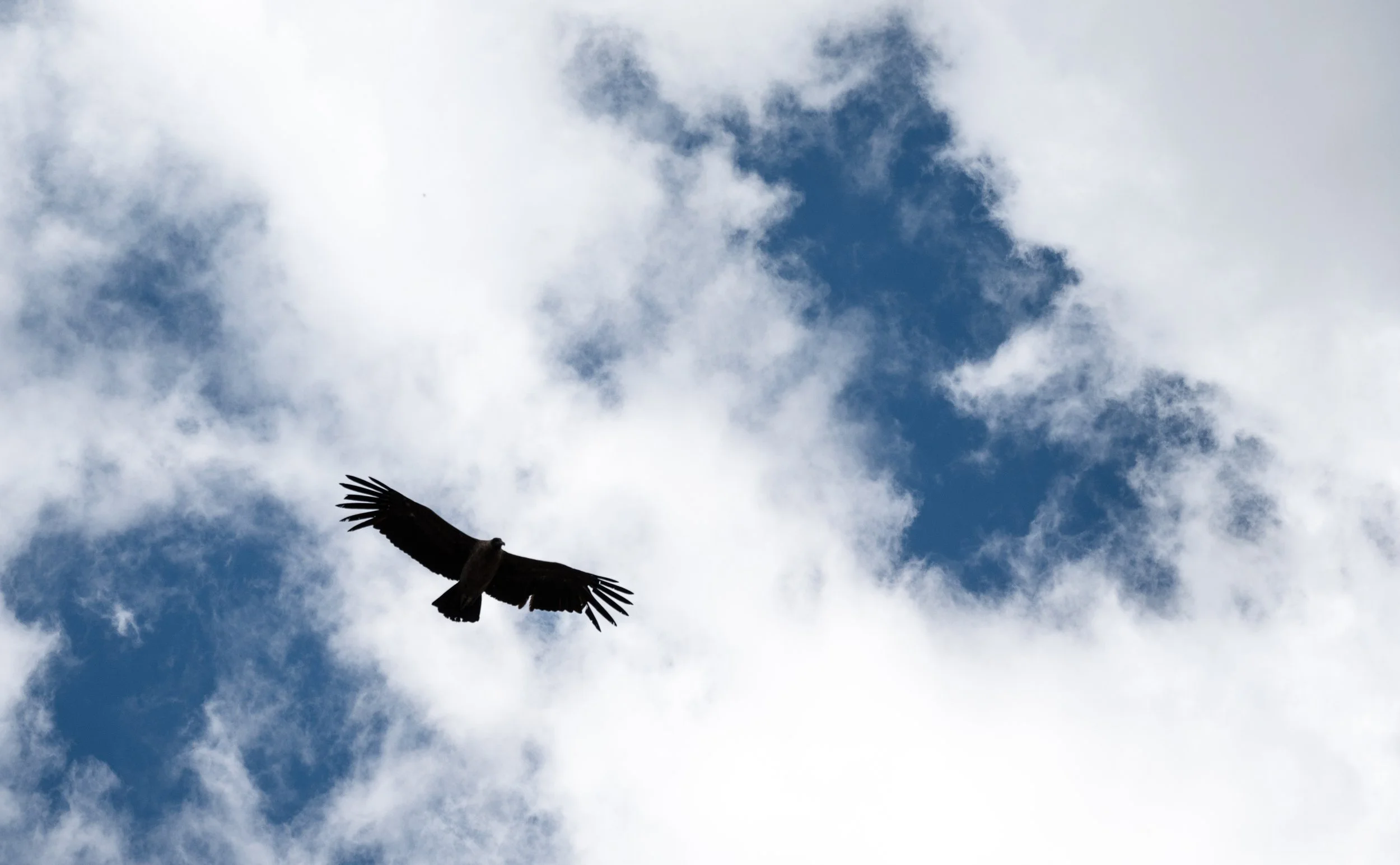 Condor soaring low above our heads on the sandy pass. Note that I don’t have a zoom lens with me.
