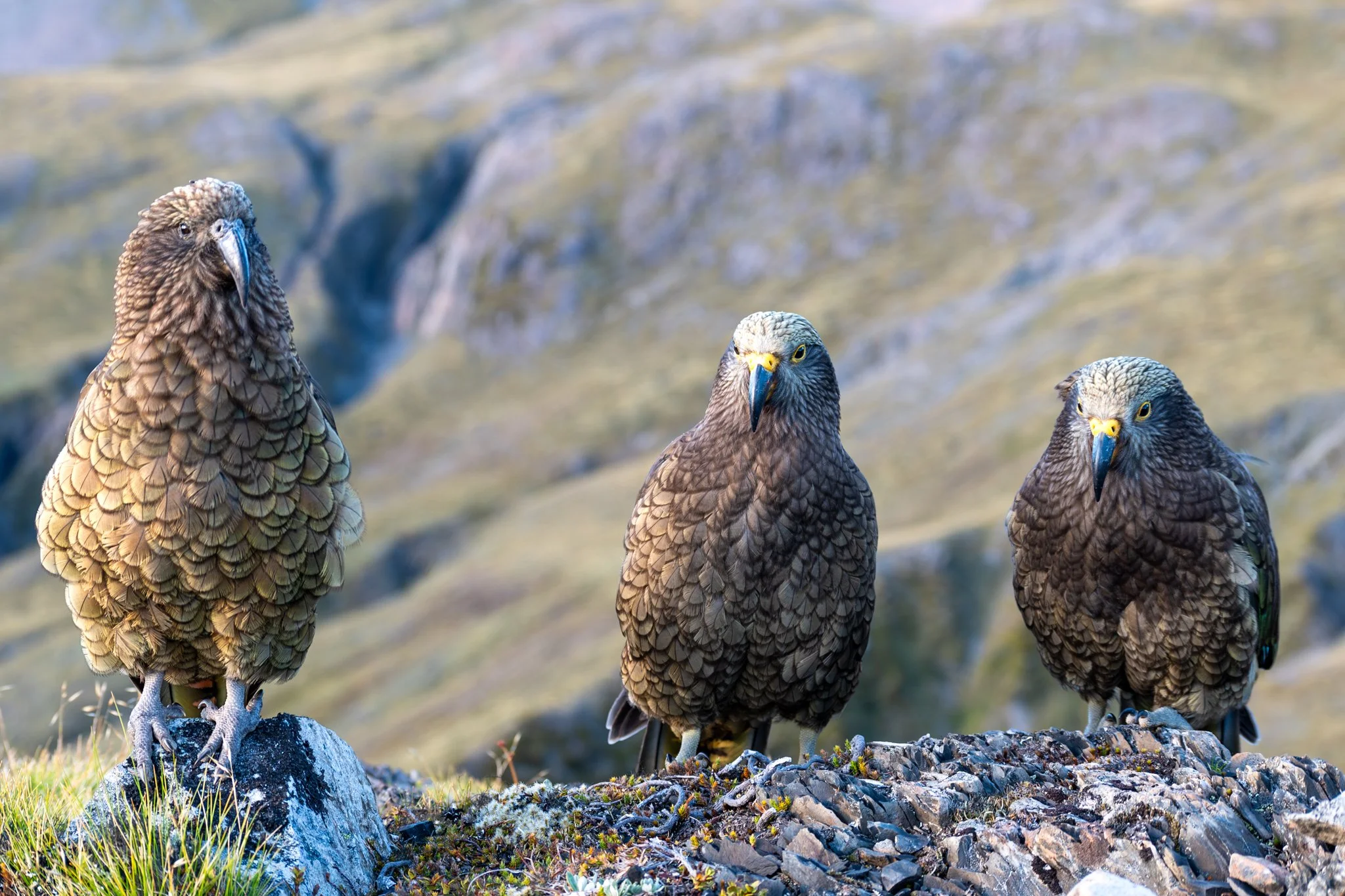 Juvenile kea generally resemble adults, but have yellow eye rings and cere, an orange-yellow lower beak, and gray-yellow legs. Kea parents are attentive and protective, and the family group often stays together, with the young gradually becoming more