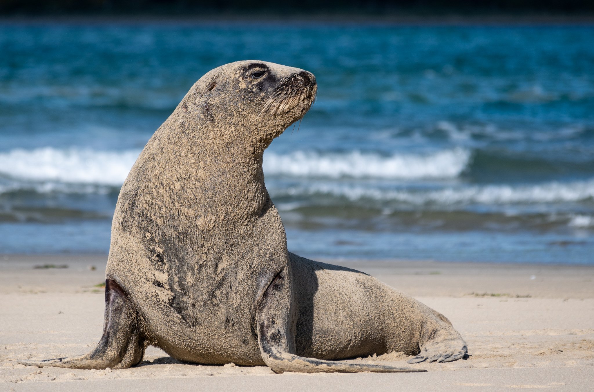 The endemic New Zealand sea lion (Phocarctos hookeri), also known as the Hooker's sea lion, or whakahao in Māori is one of the rarest and most threatened sea lion species in the world. As apex predators, they play a crucial role in maintaining the ba