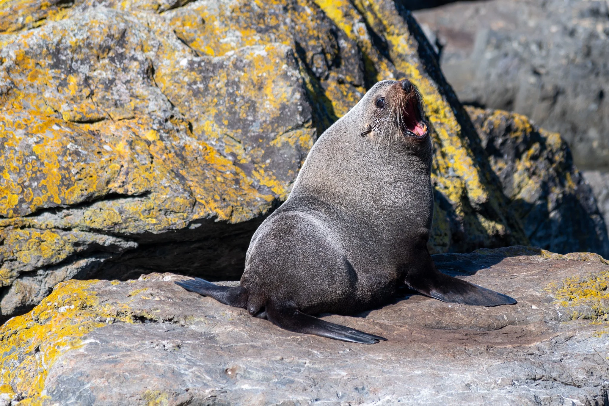 The bays were full of New Zealand fur seals or kekeno as they are called in Māori.