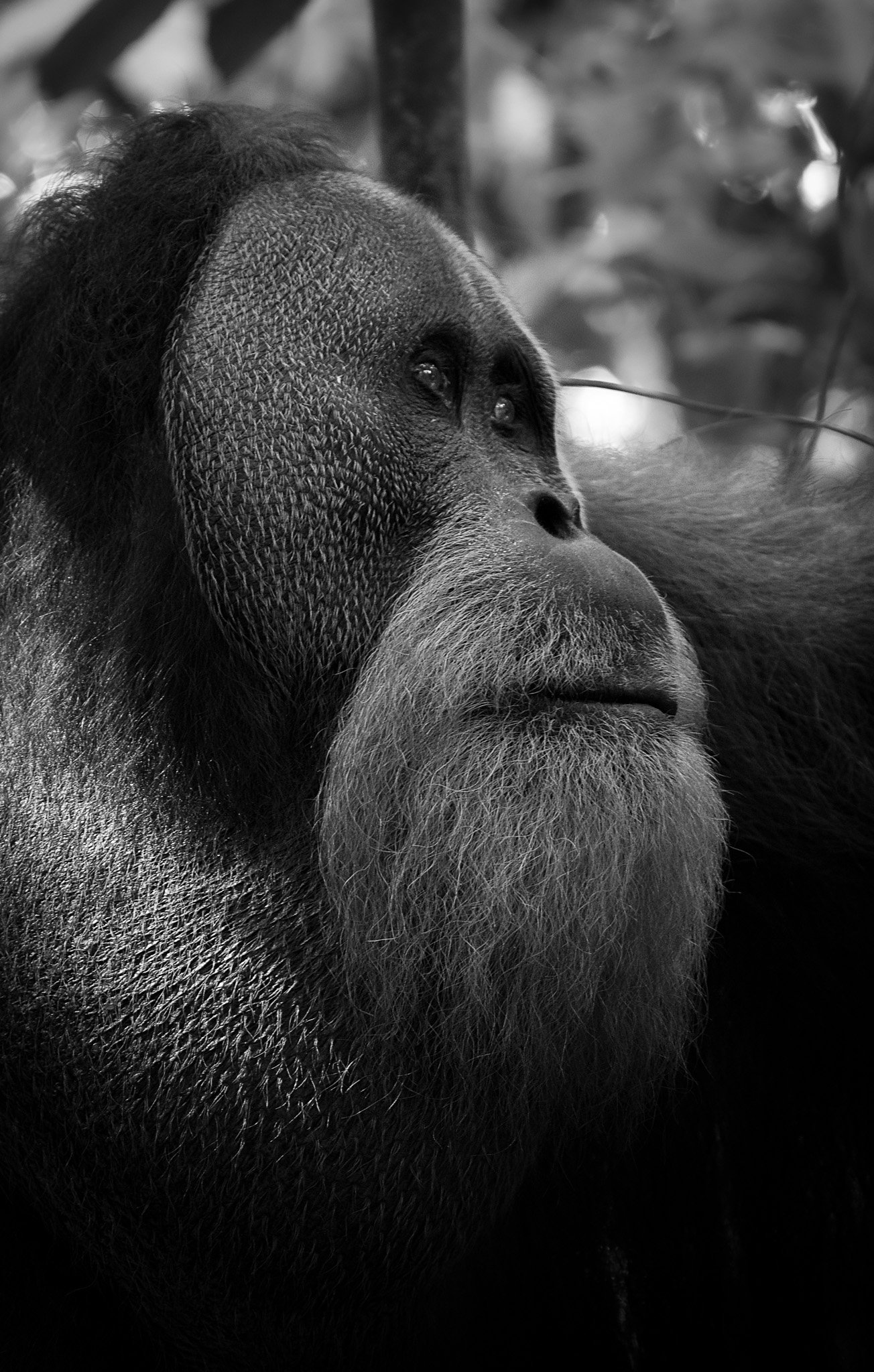 While trekking for three days through the jungles of Gunung Leuser National Park, a UNESCO World Heritage site, in 2018, a large wild male orangutan began guiding us through the dense forest. It's fitting that in Malay, 'orangutan' means 'man of the