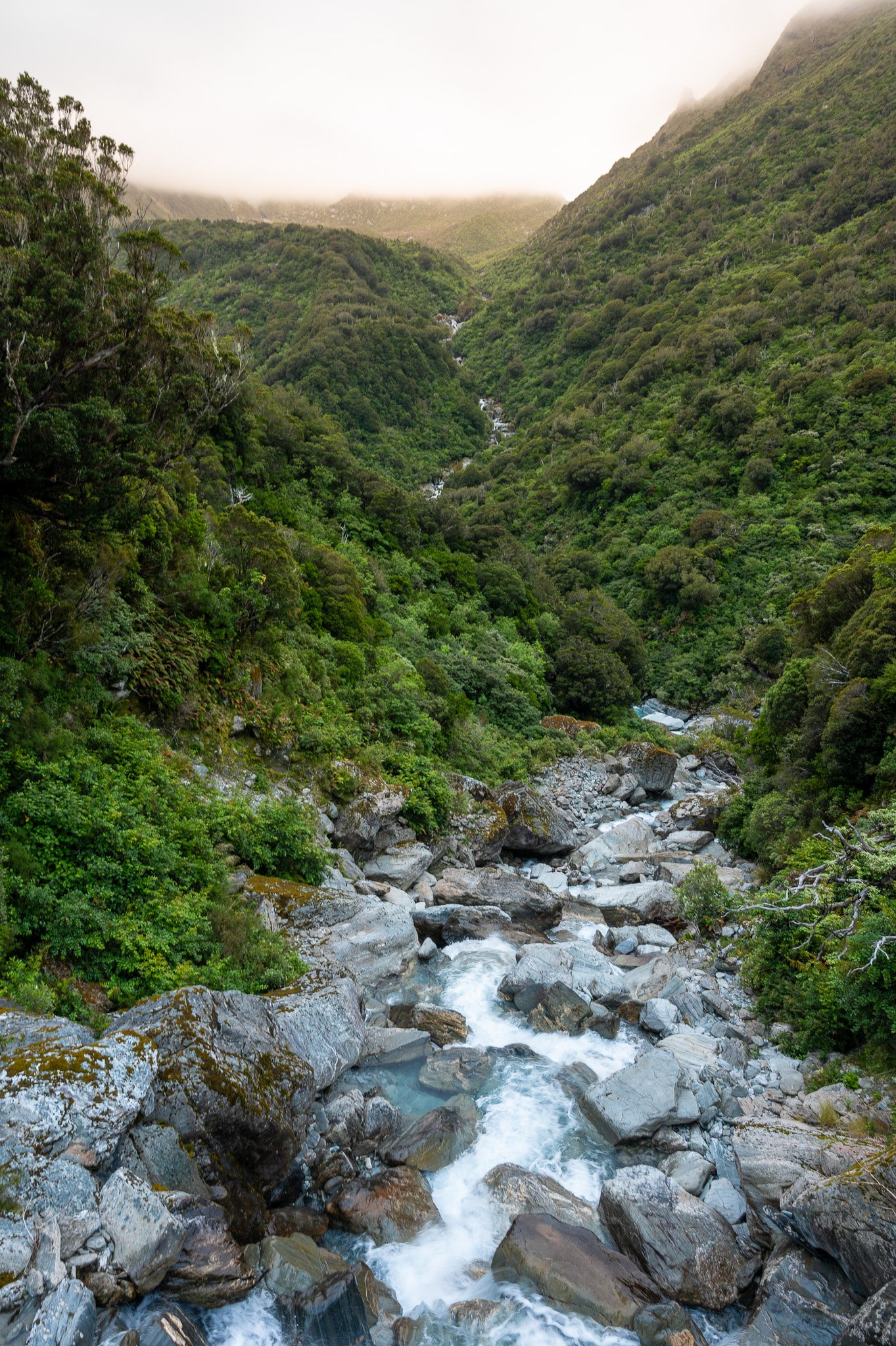 Copland River flowing over the lush temperate forest of the West Coast. 