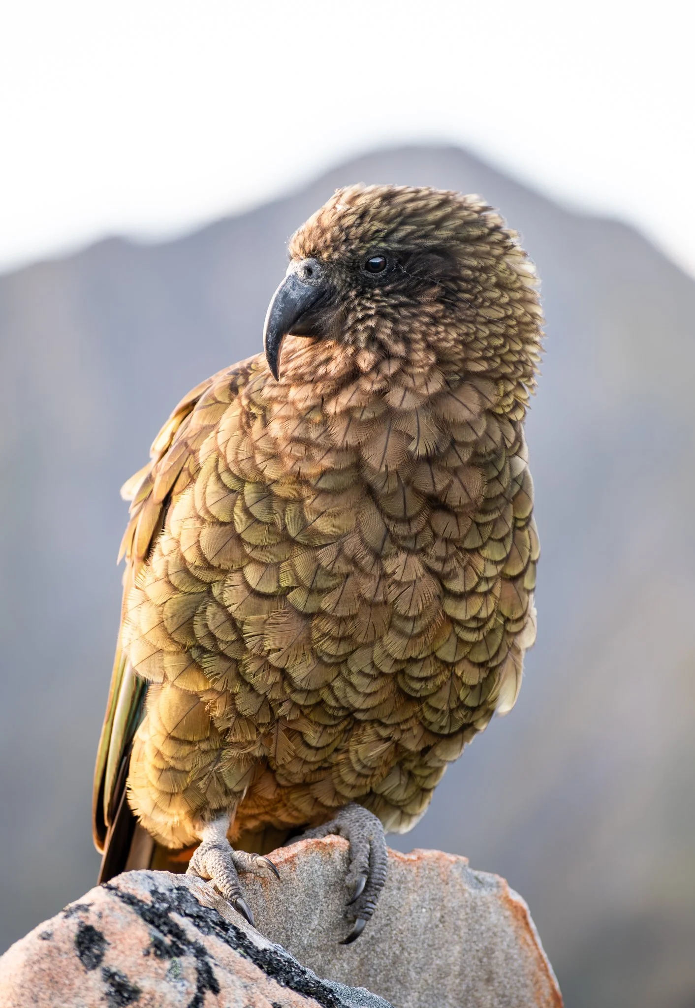 Kea, the only alpine parrot species in the world is a permanent resident of the mountains around Arthur's Pass. 