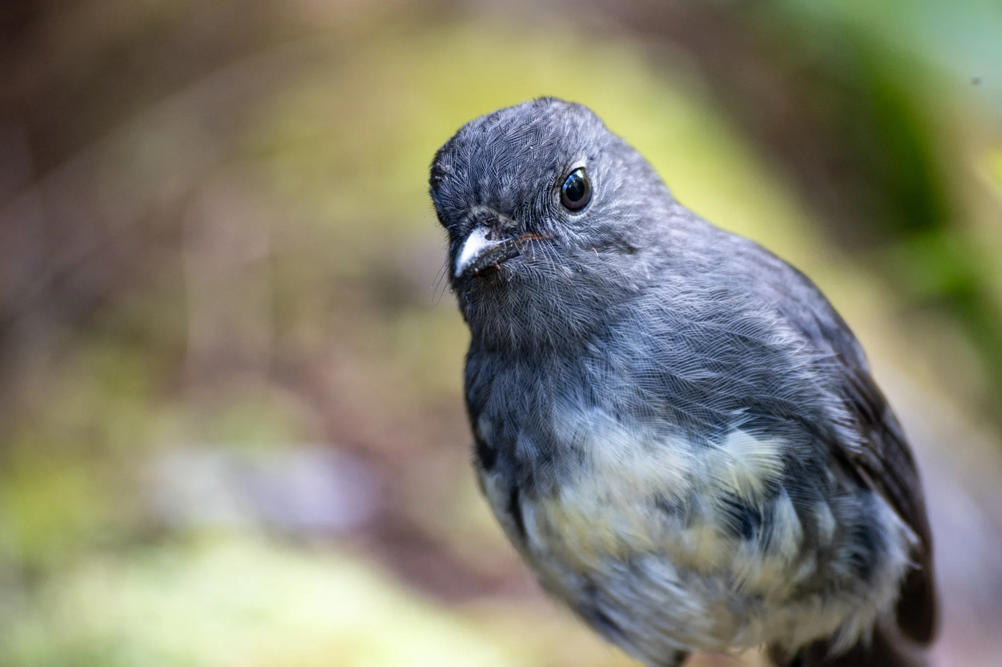A curious Southern Island robin that followed us for a portion of the track. 