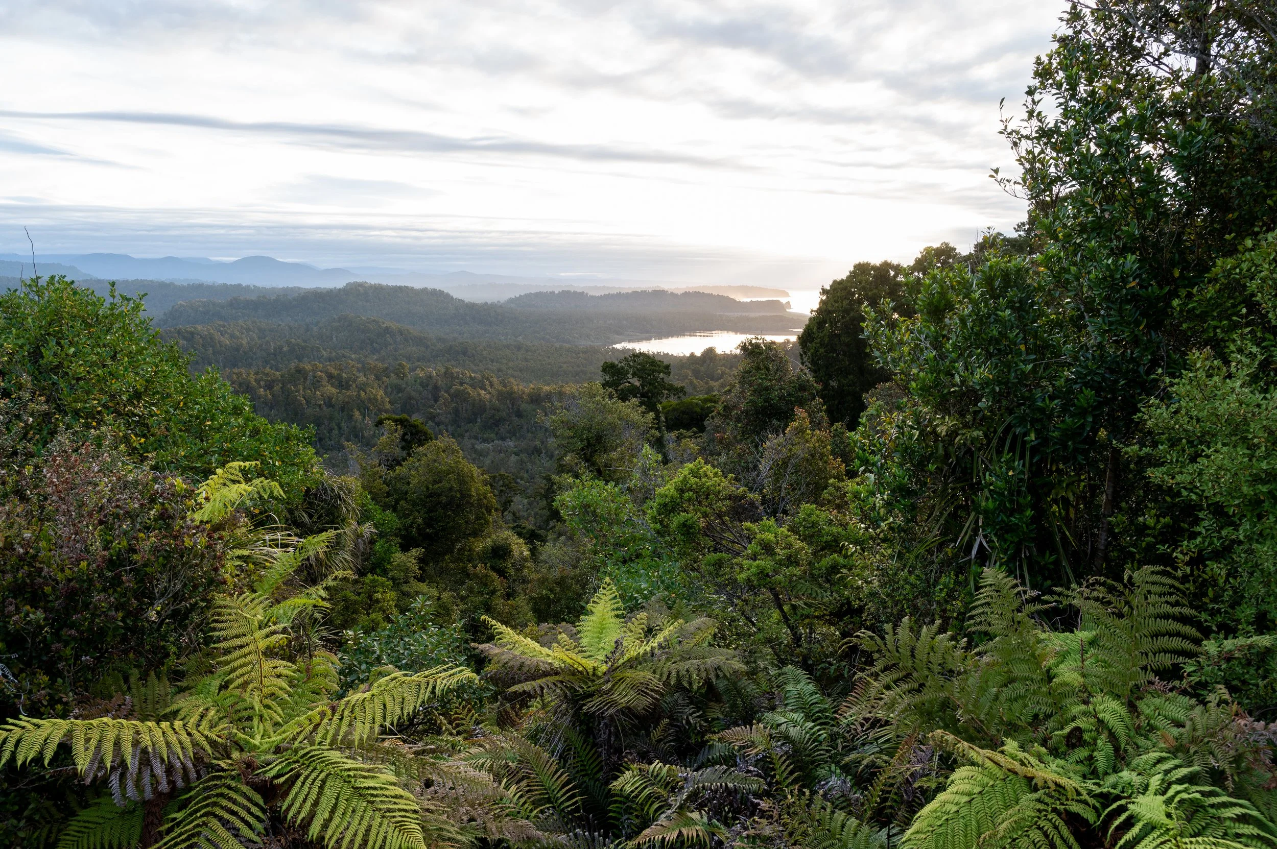 West Coast's Westland Tai Poutini's National Park is something else, consisting of wetlands and dune systems to montane and subalpine environments.