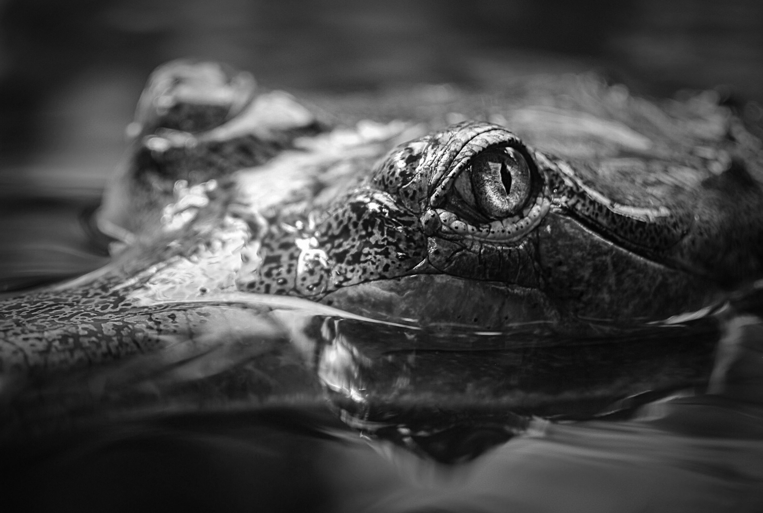 Gharial, a fish-eating crocodile. In just three generations, their population has declined by over 96%, due to being hunted for indigenous medicine, skins, trophies or eggs. Now less than 200 individuals remain in the wild.