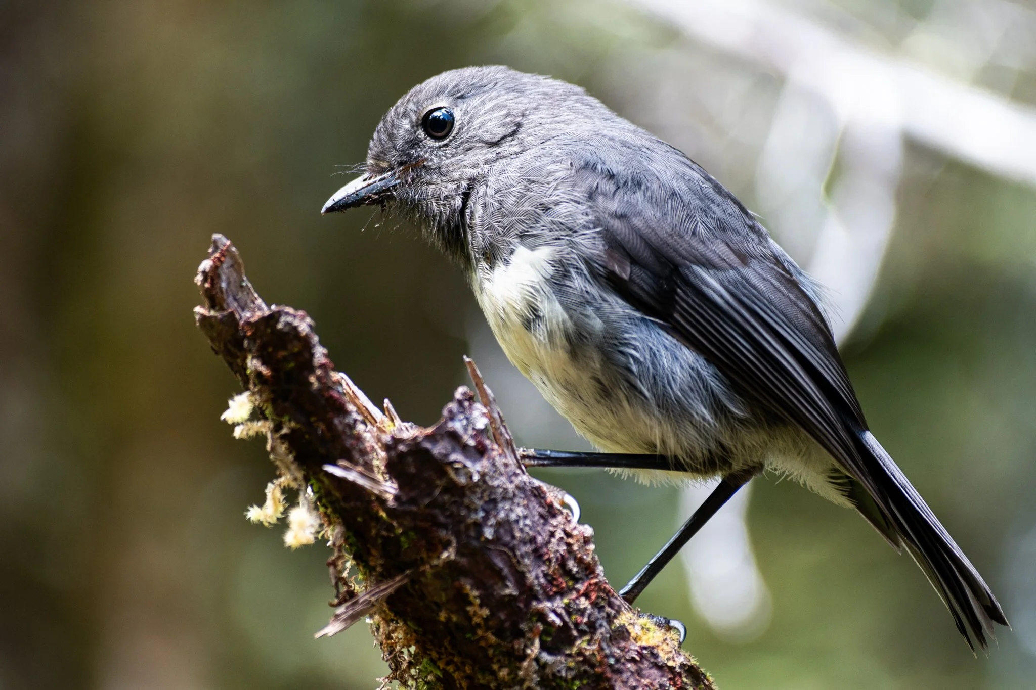 The South Island robin (Petroica australis), also known as the kakaruai, is a small passerine bird, possesing curious and bold nature that often approach humans closely. 