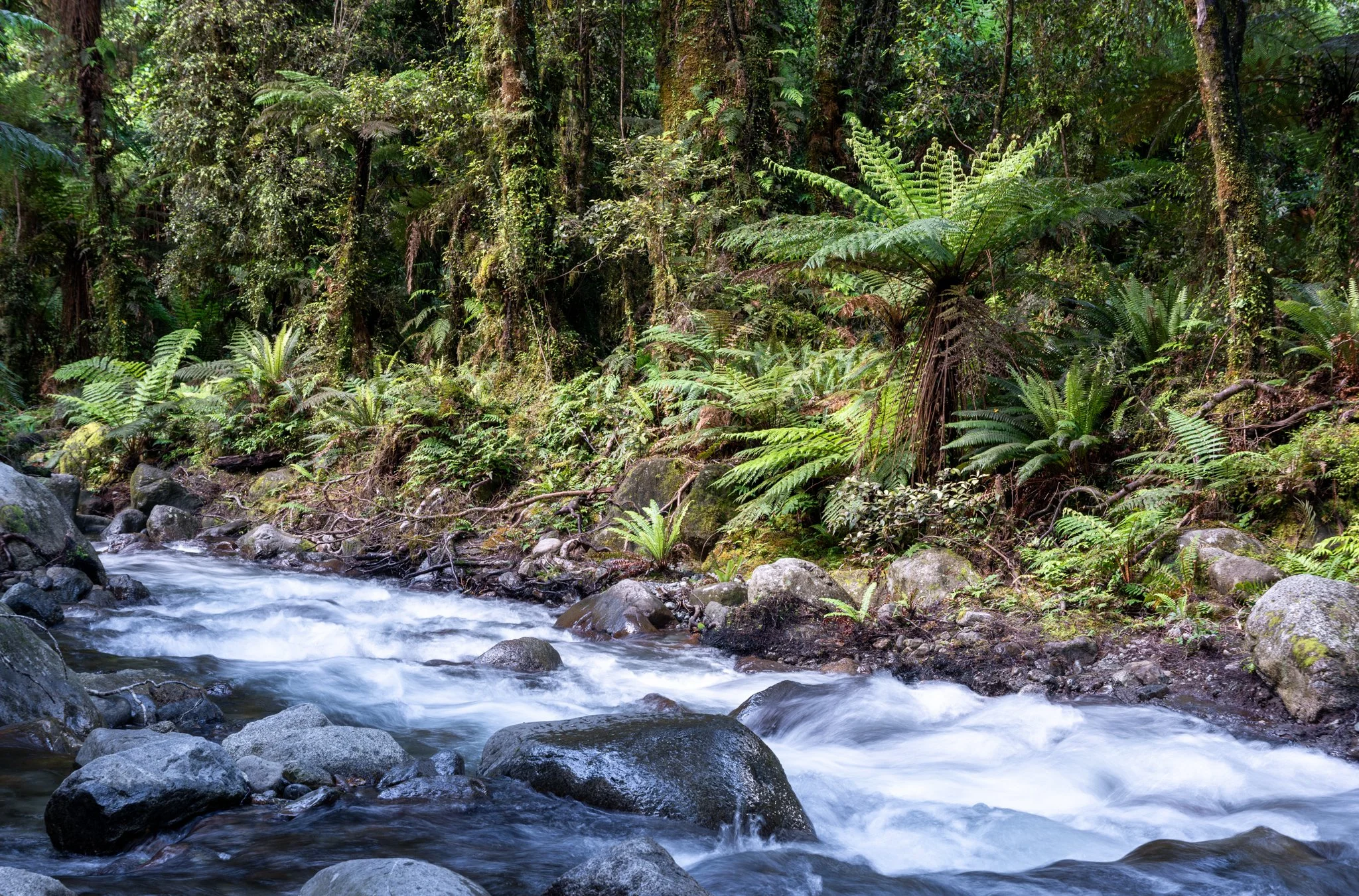 The forests of Fiordland National Park are lush and ancient, characterized by dense stands of towering beech trees, vibrant ferns, and moss-covered undergrowth.