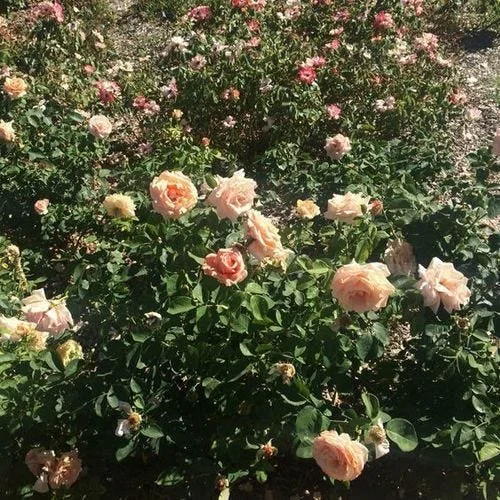 rose 1.jpeg