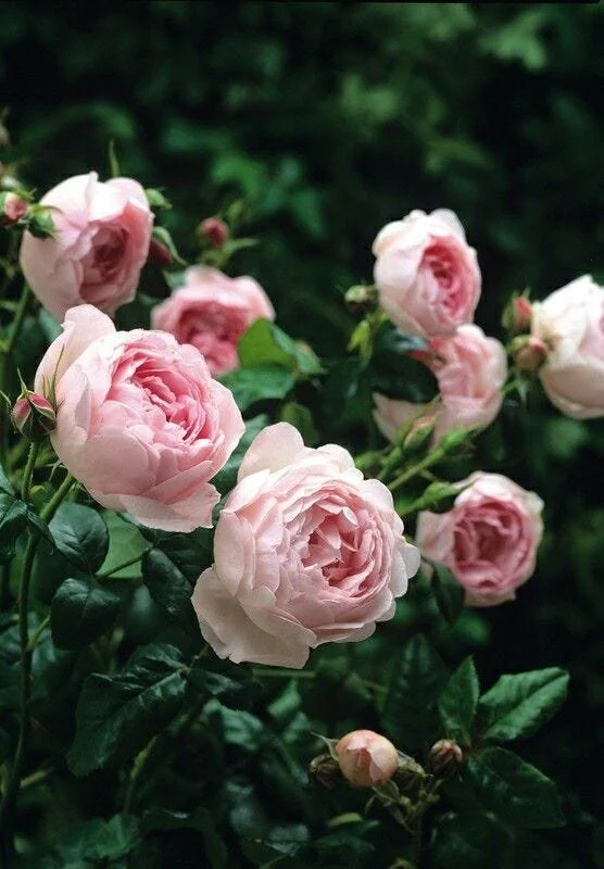 rose 2.jpeg