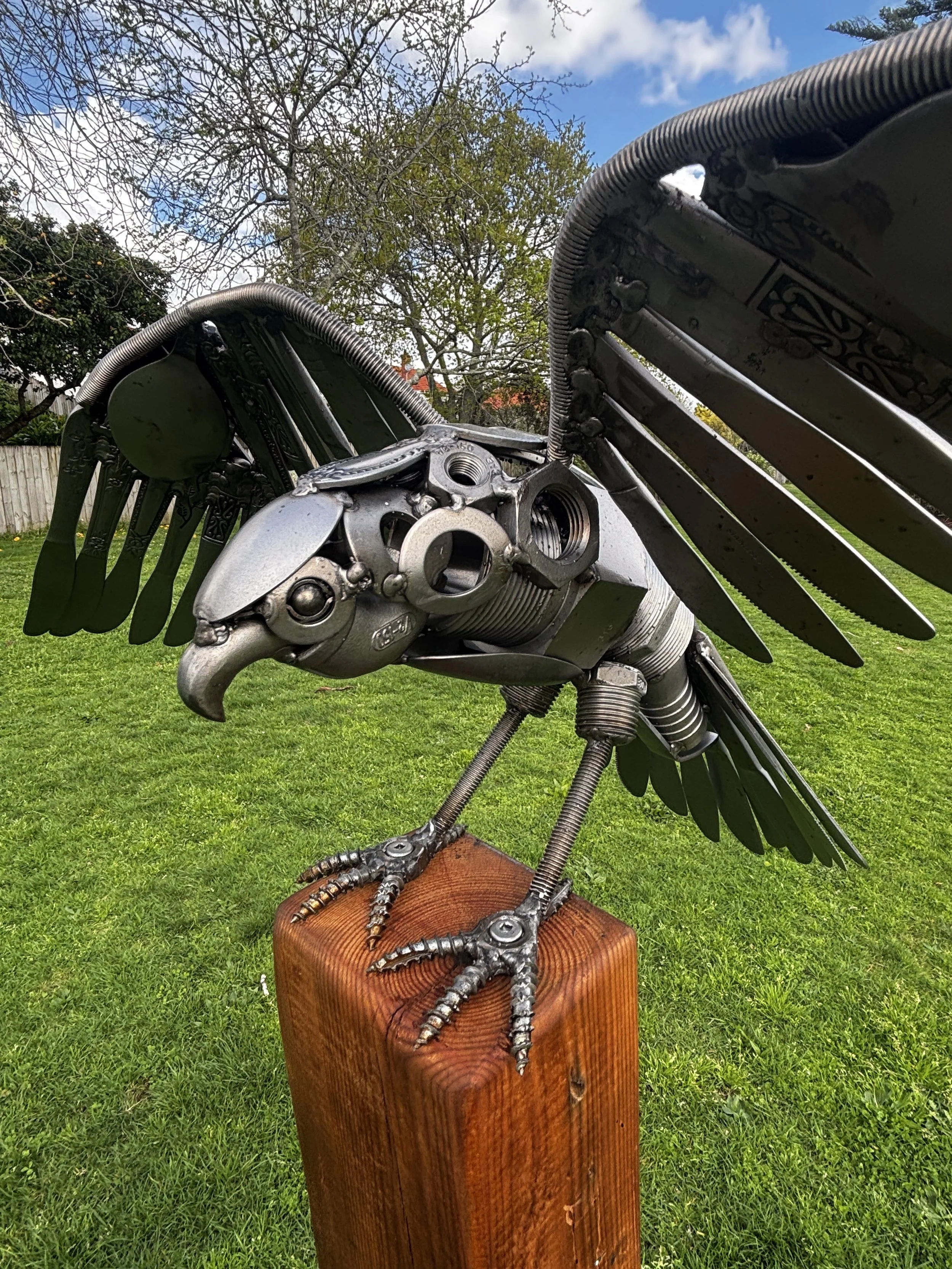 Karearea (New Zealand Falcon)