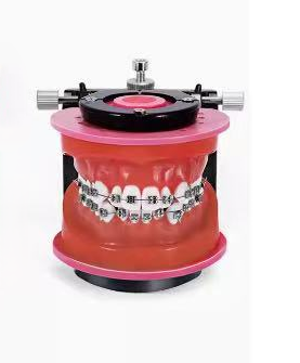 Thermo-Responsive Wax Gingiva Mouth Model Ortho