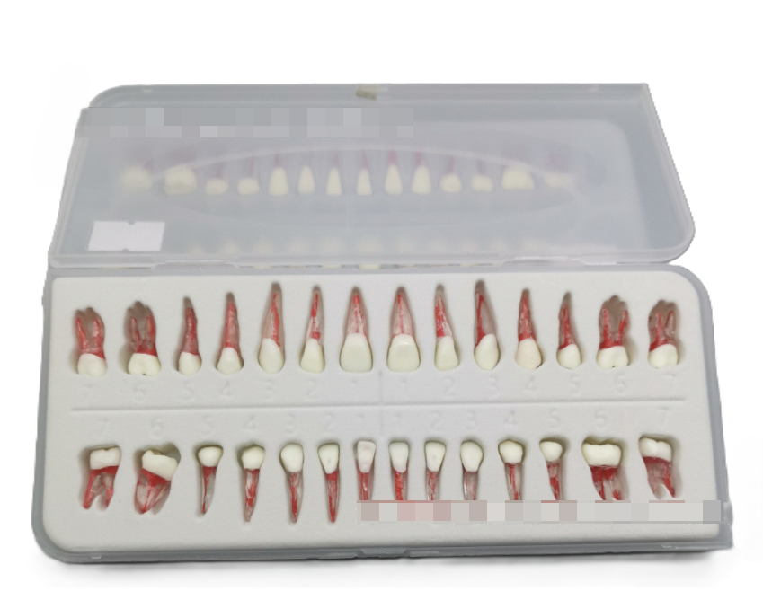 Professional Root Canal Practice Model Teeth 28 Pieces