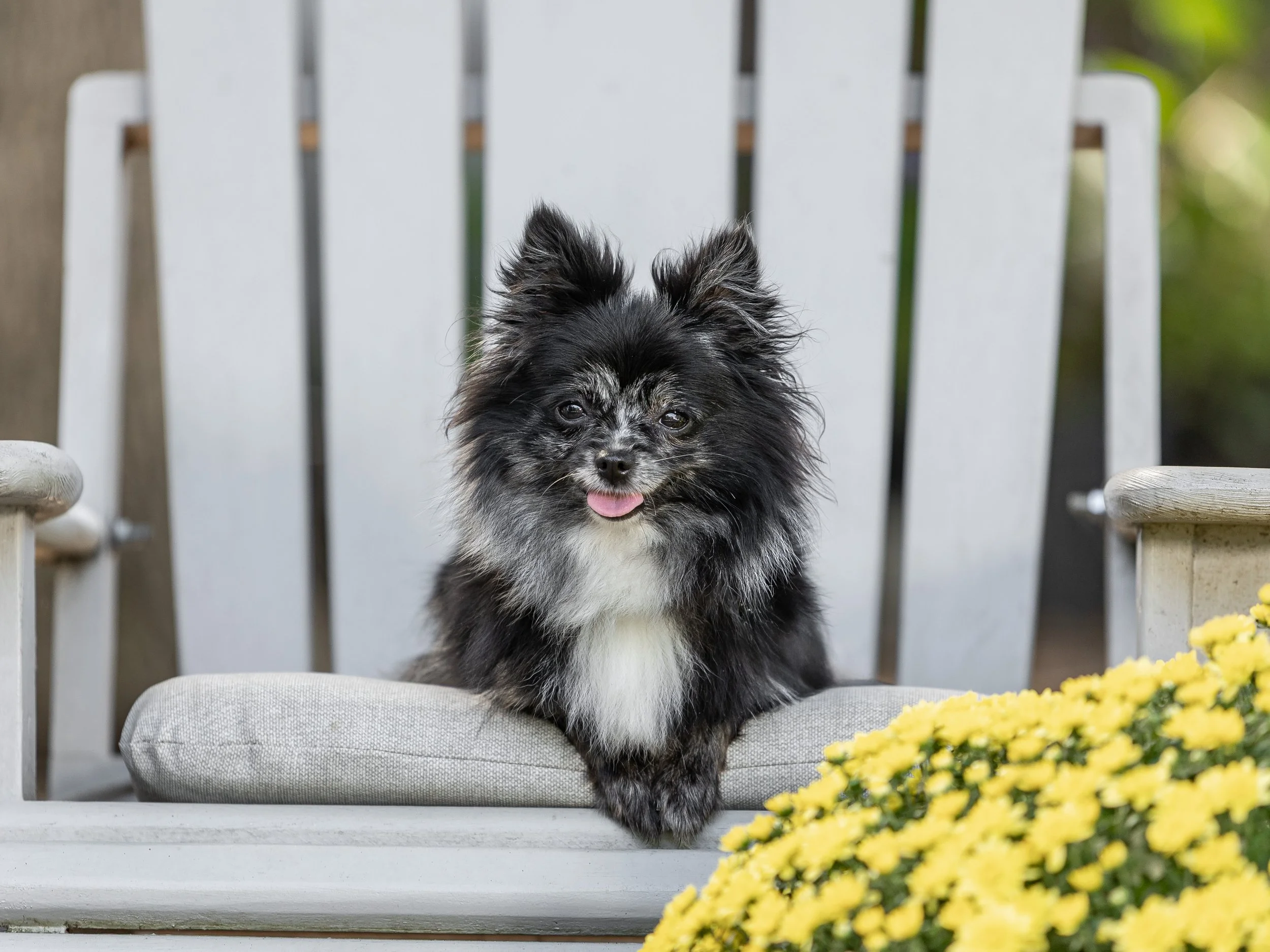 Lulu