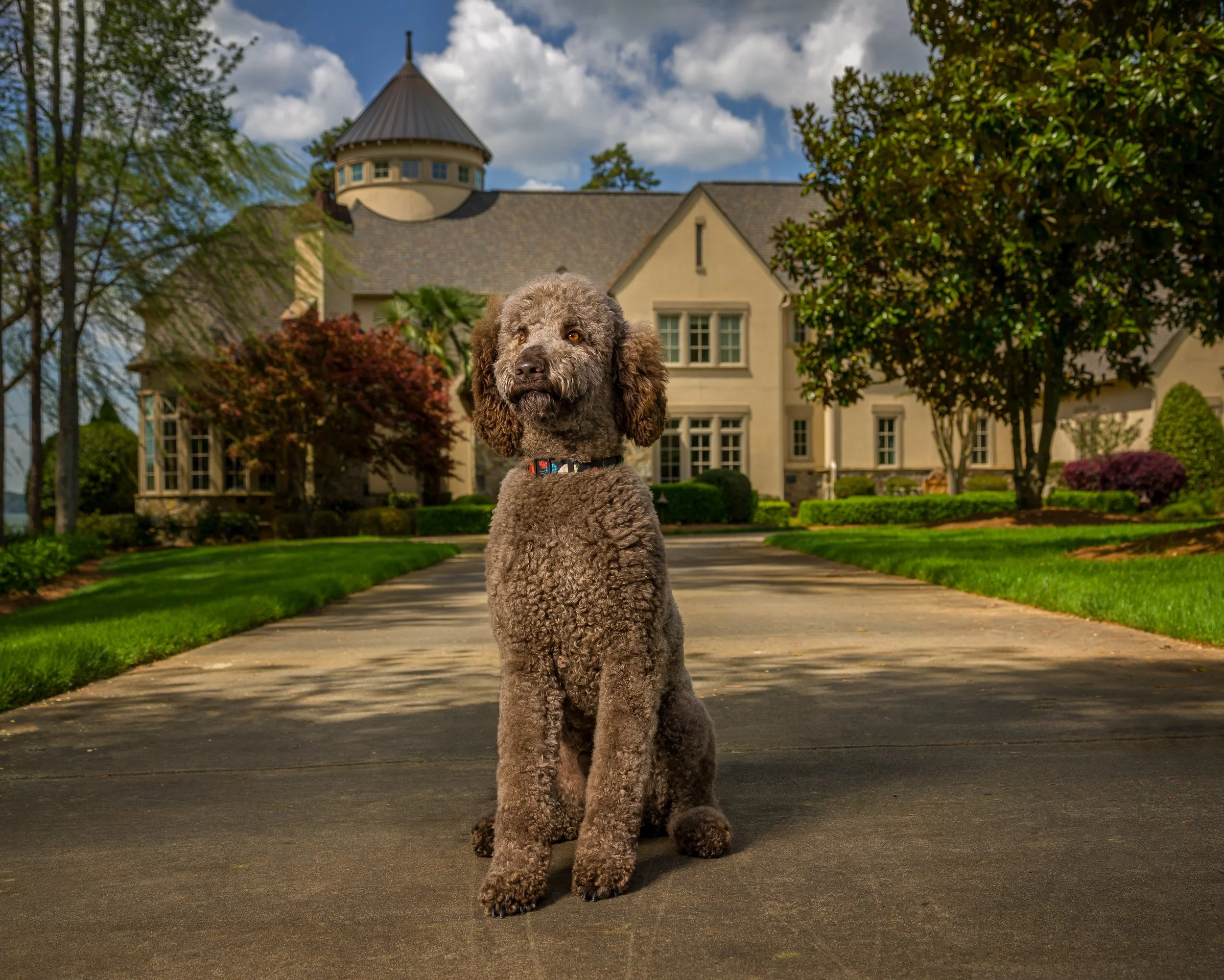 Why We Train Rescued Adult Dogs
