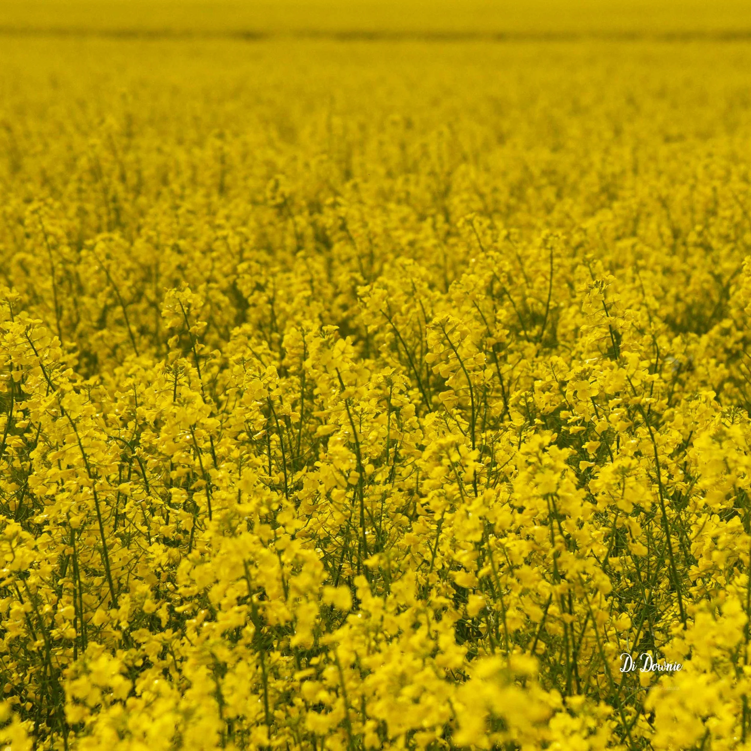 canola-0859-copy-480kb.jpg