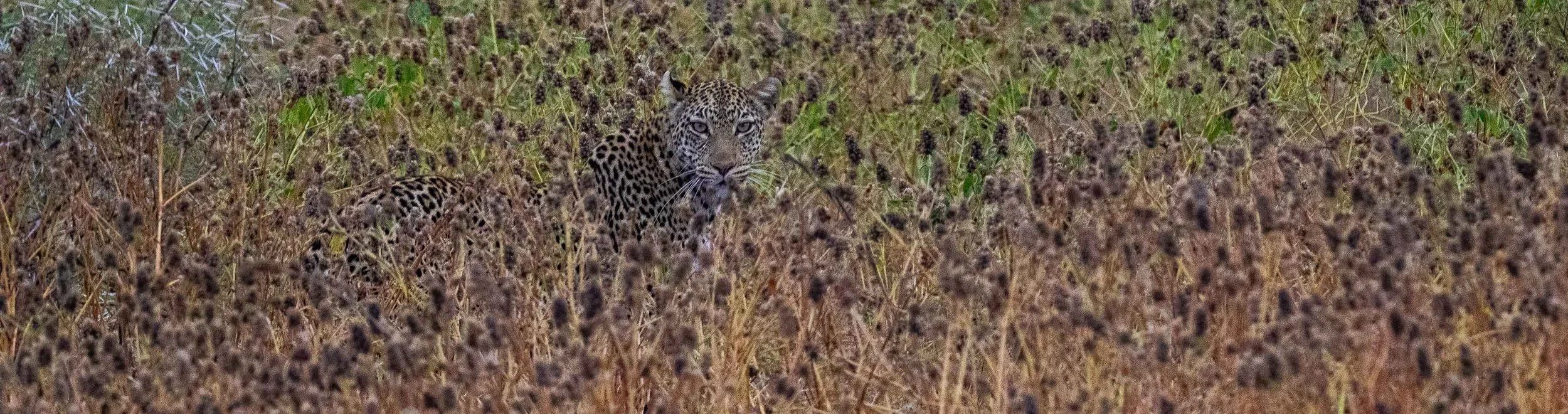 5503-leopard-439-kb.jpg