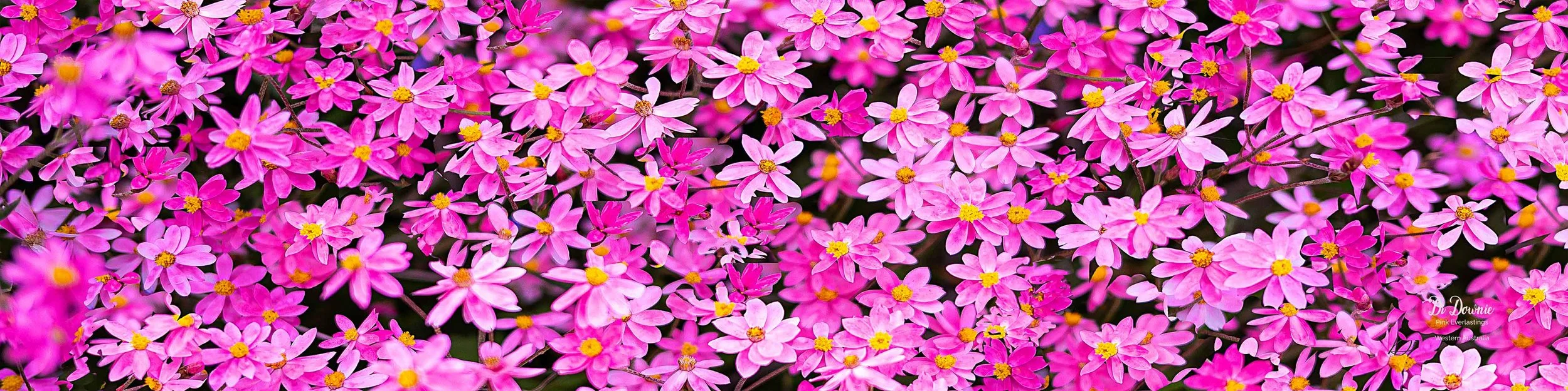 pink-everlastings-scarf-.5-x-200-496kb-2.jpg